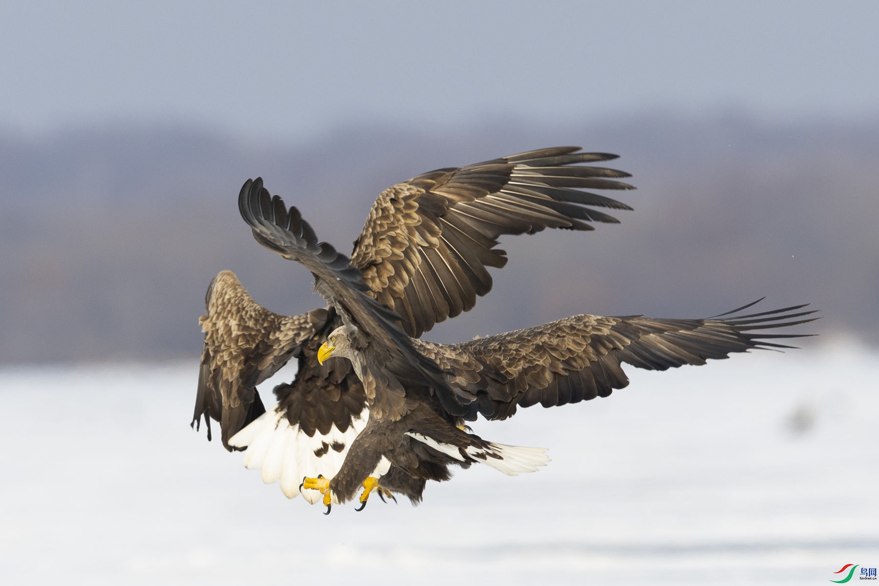 ��β����7