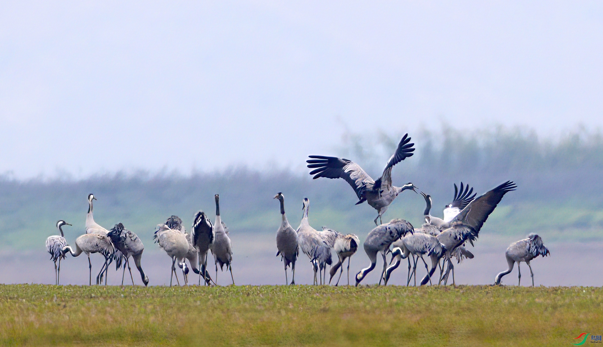 407A0487-Sha---1 .jpg