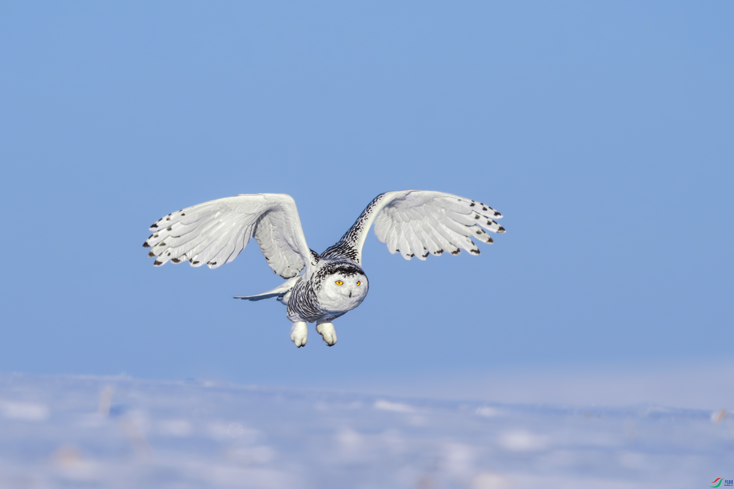 DSC_2685.jpg