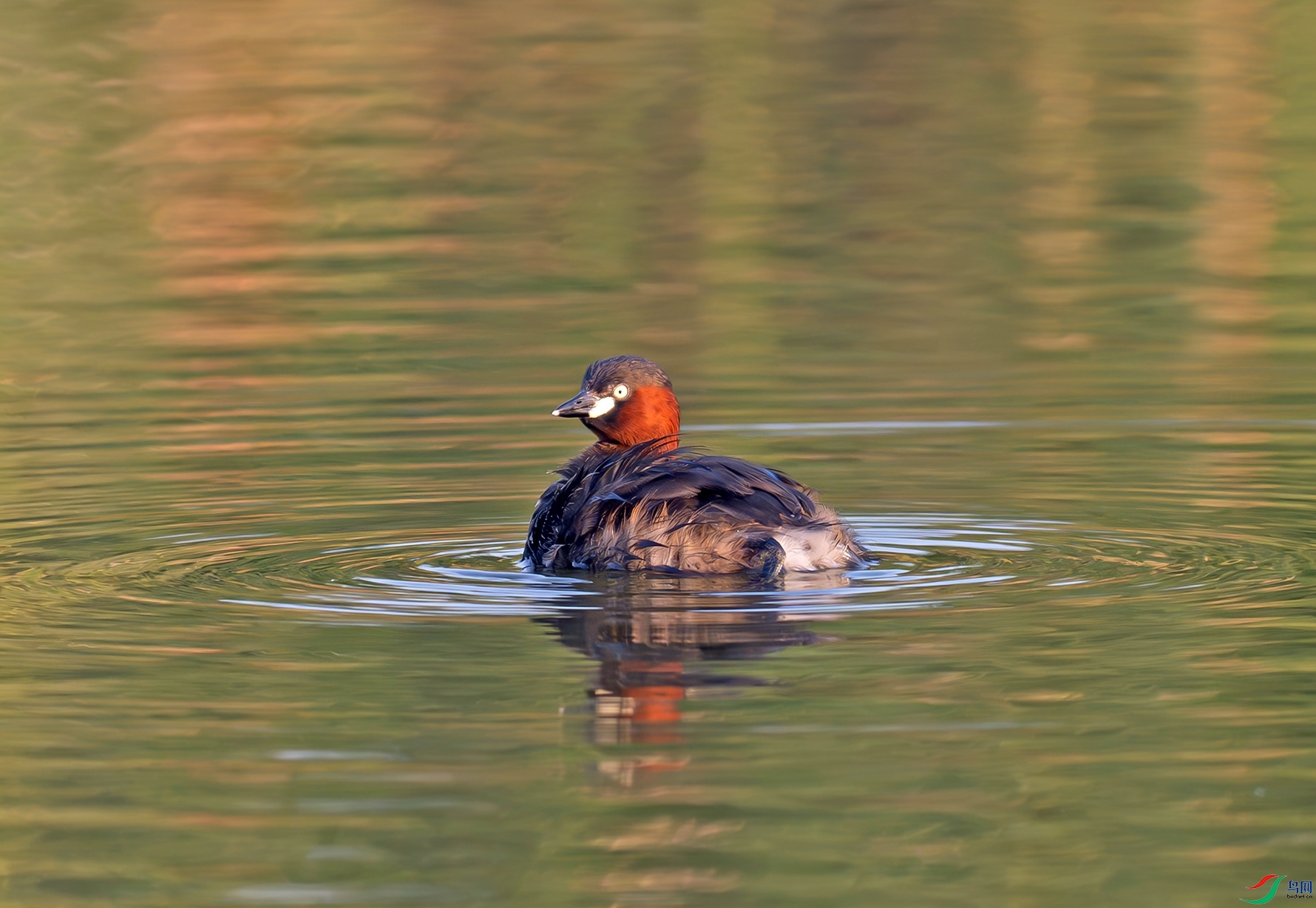 _DSC7024f.jpg