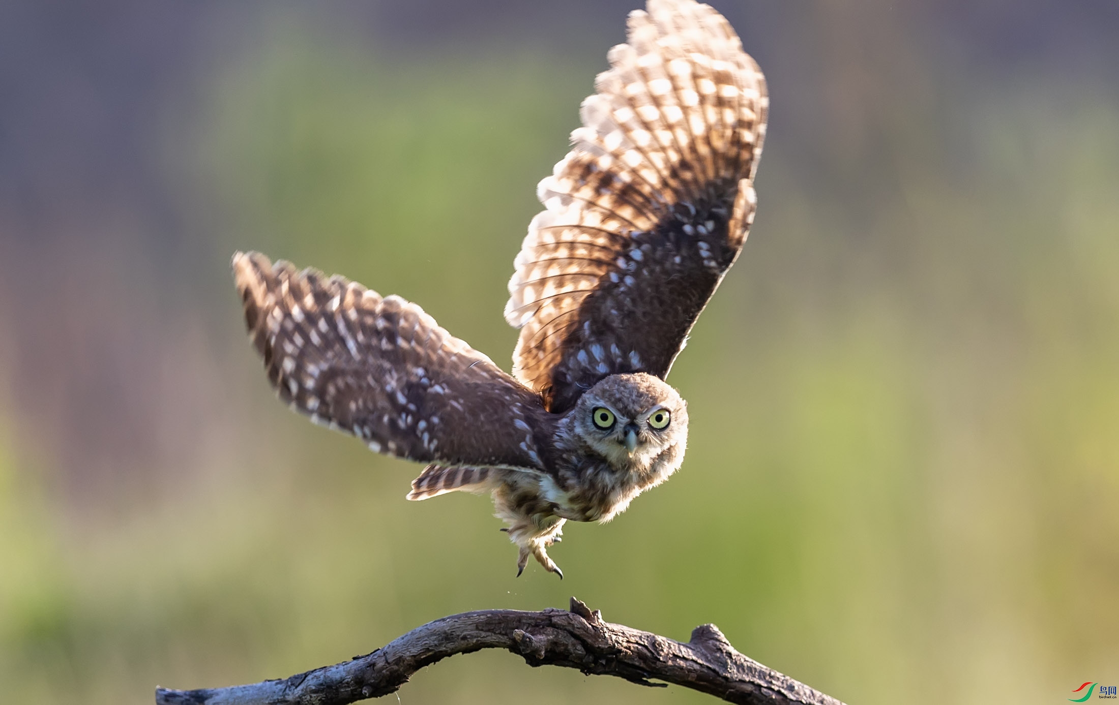 ���Ƹ�С�^