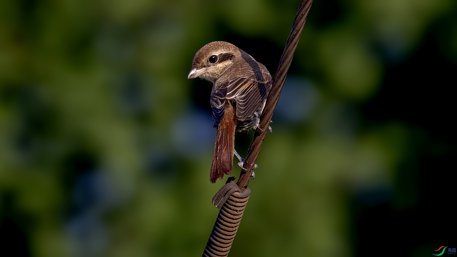 DSC_0094-.jpg