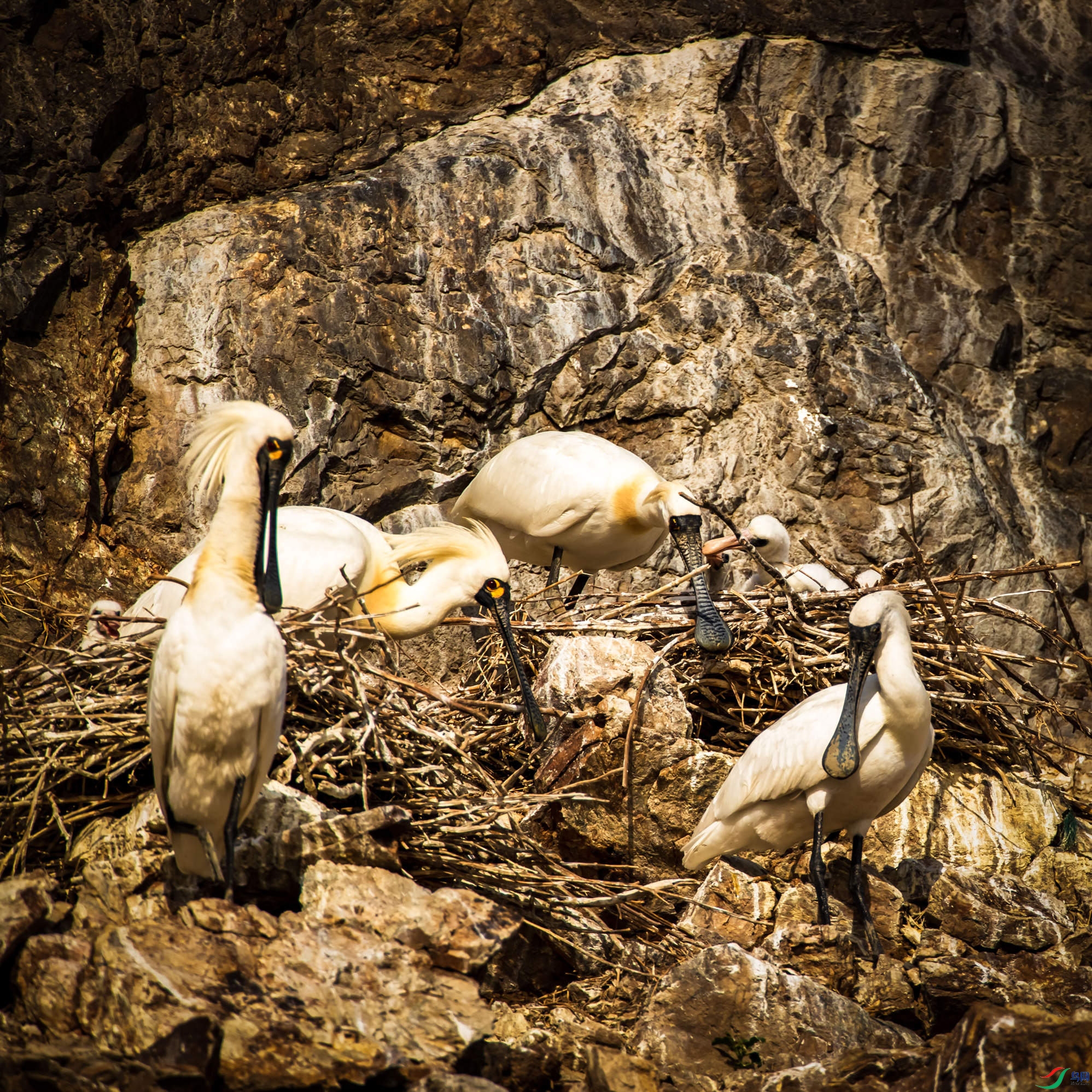 ��������