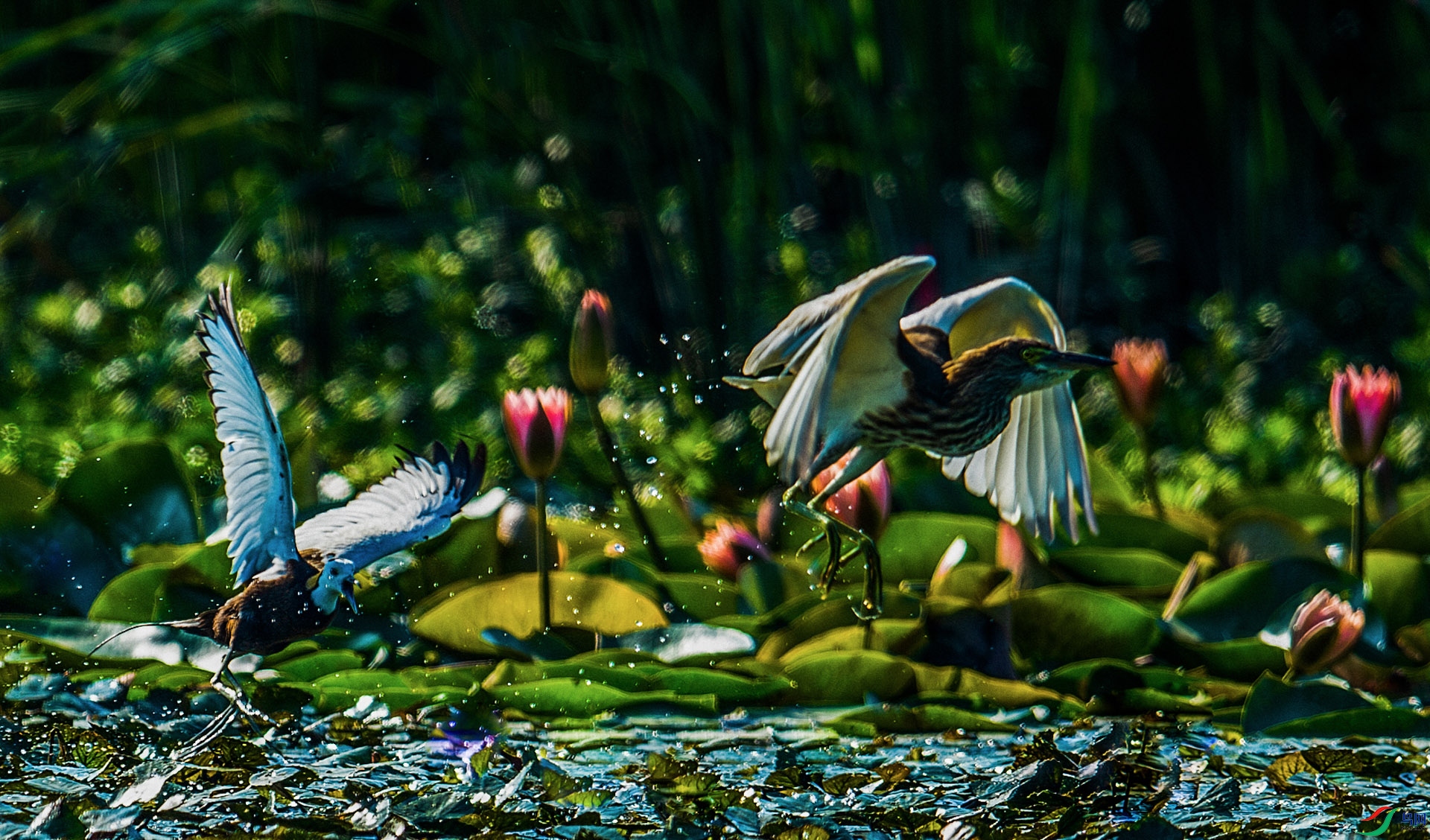 DSC_7978-����ǿ-NR.jpg