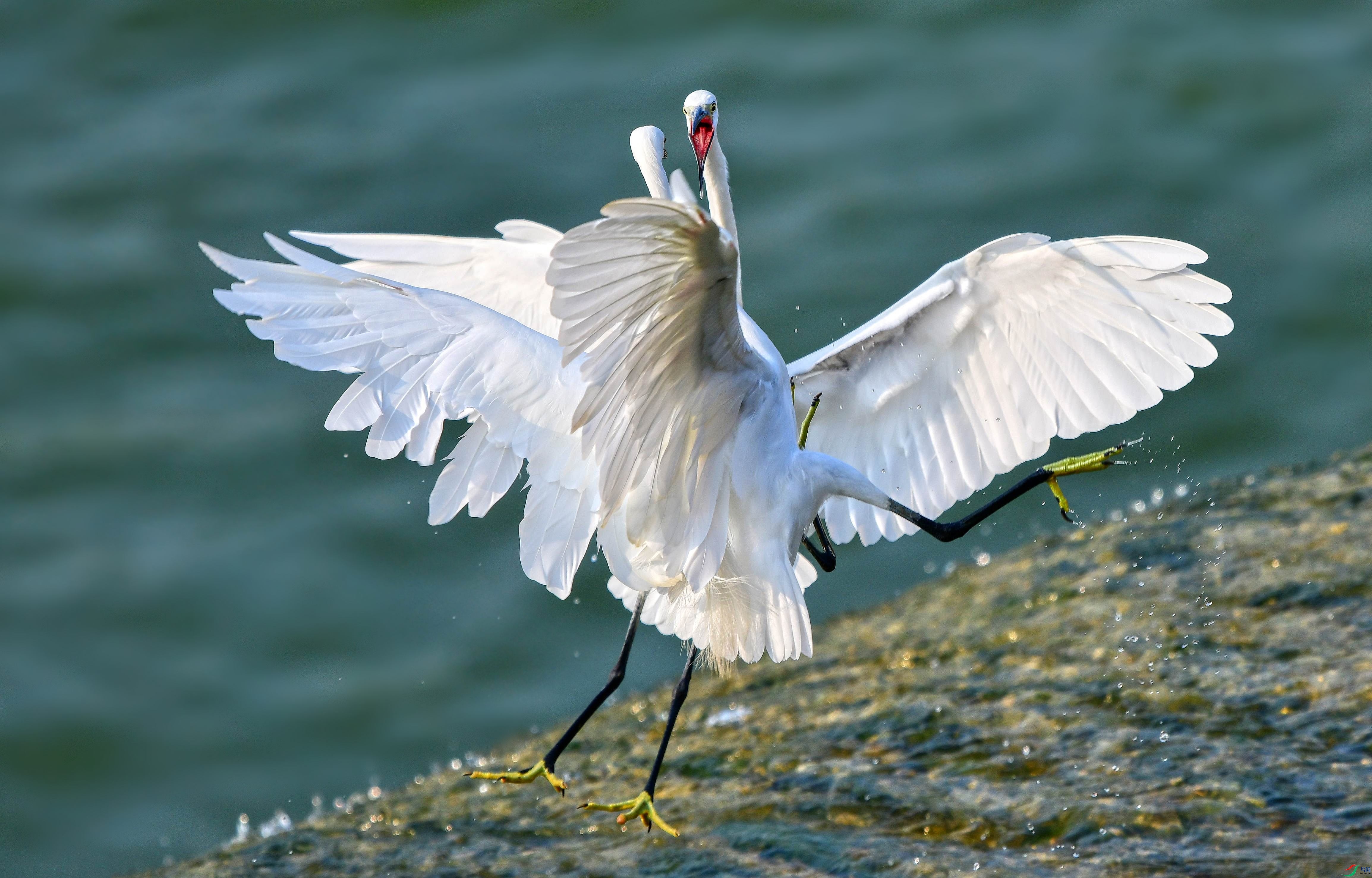 DSC_0603_conew7.jpg