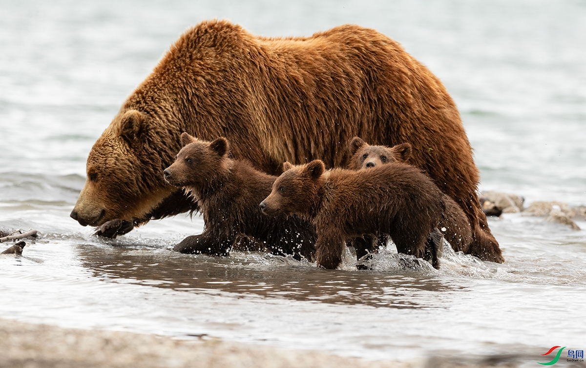 ��������޲���