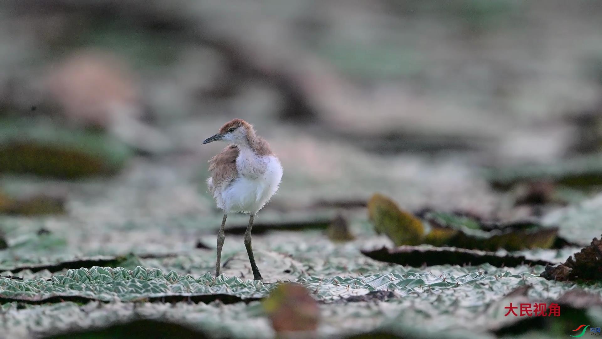 2024-08-14 23-39-27.jpg