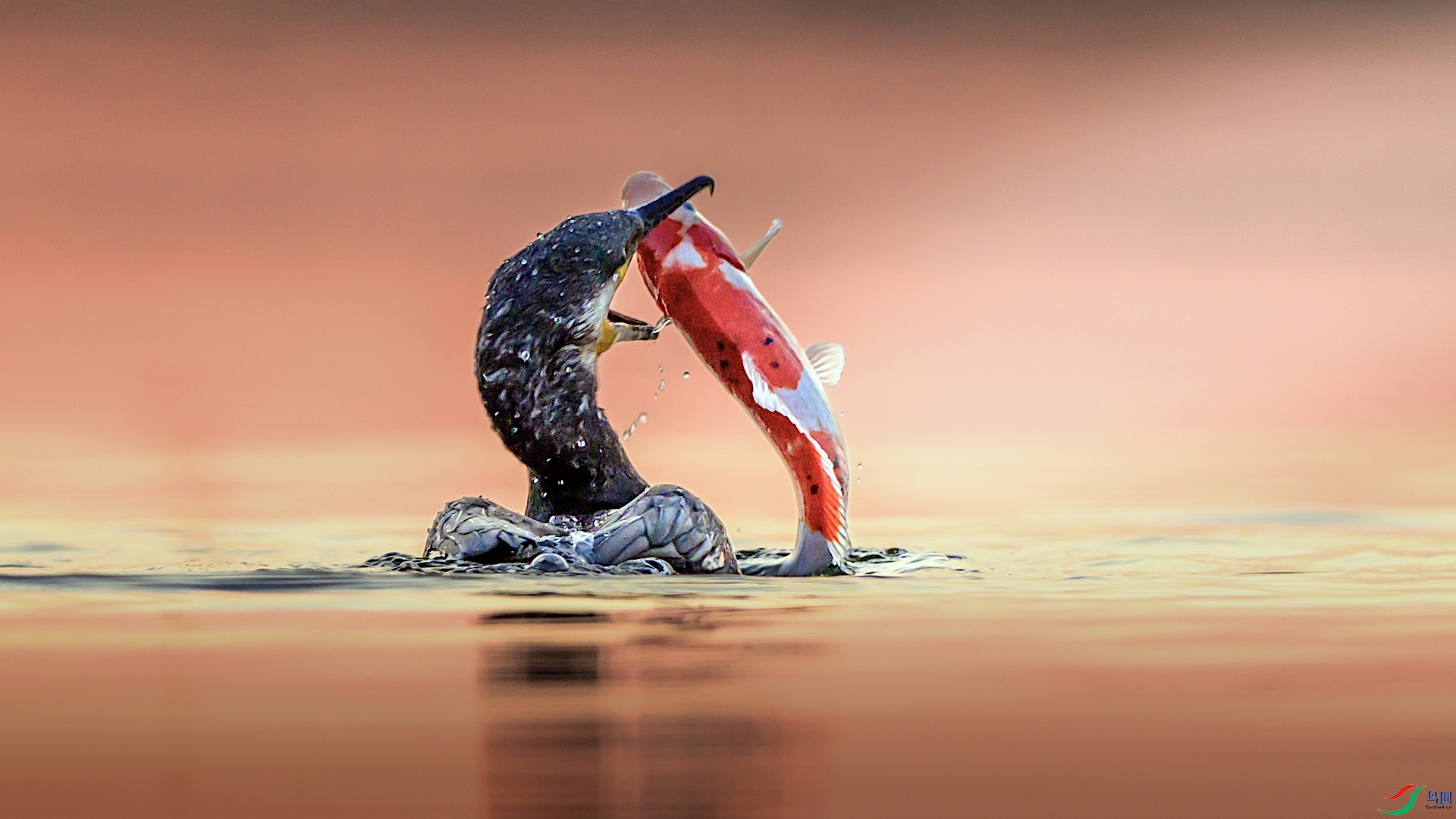 1_XXL2065 ����.jpeg