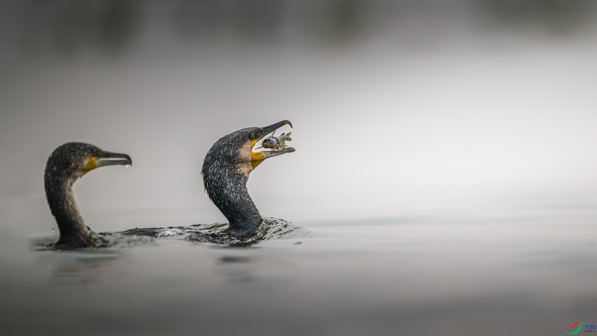 1_XXL4040-����ǿ-NR ����.jpeg