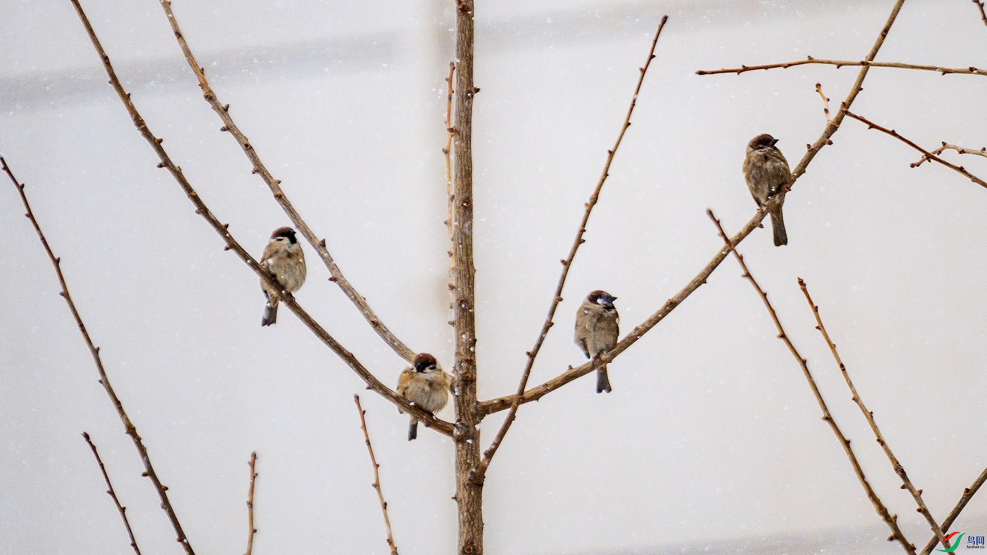 1_XXL5568 ����.jpeg