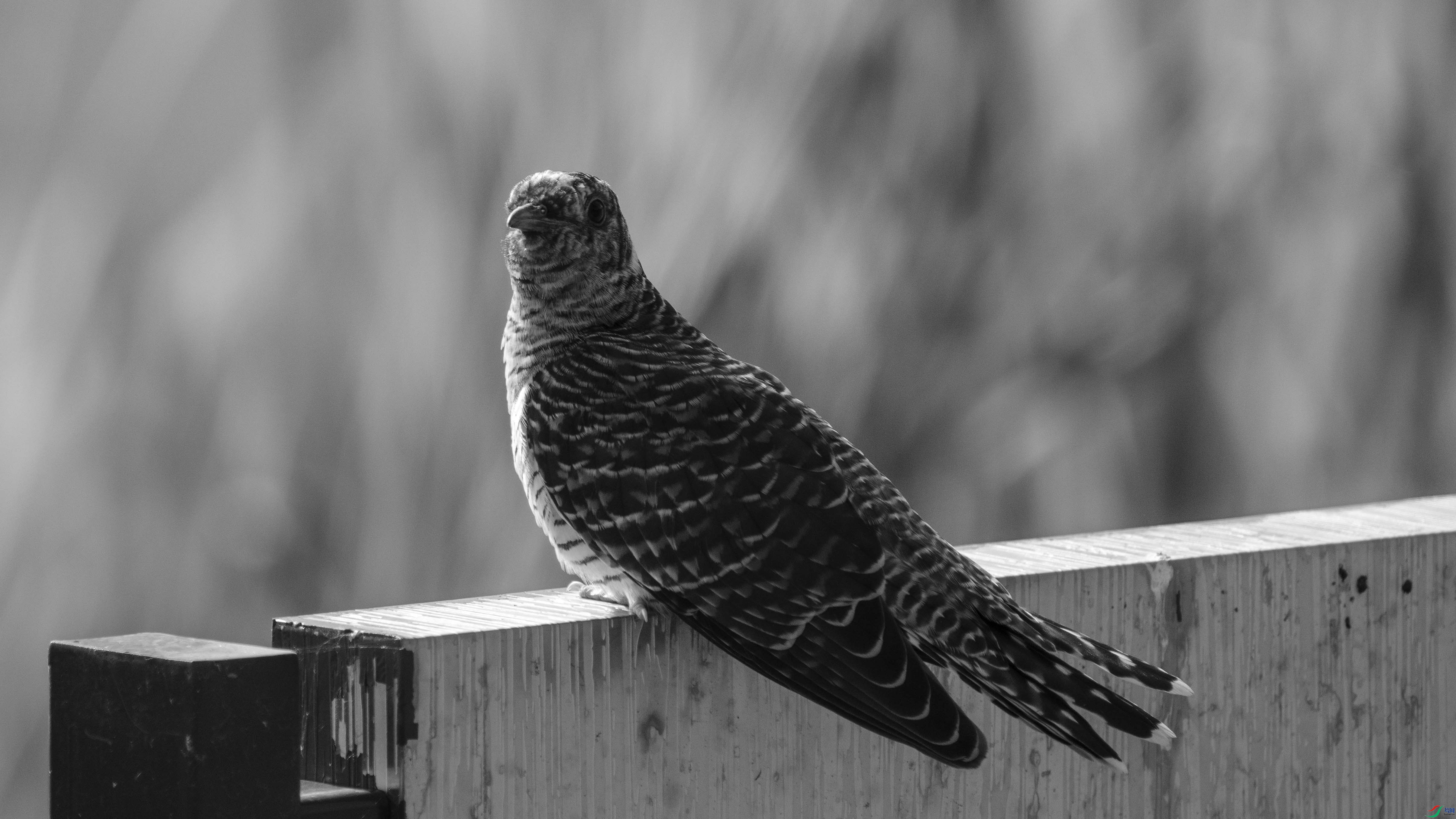 DSC02849 ����.jpg