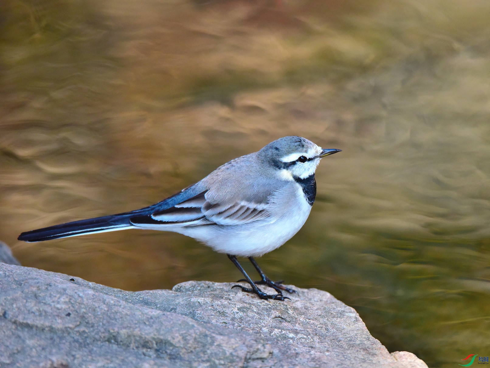 DSC_7061-17-12-4_����.jpg