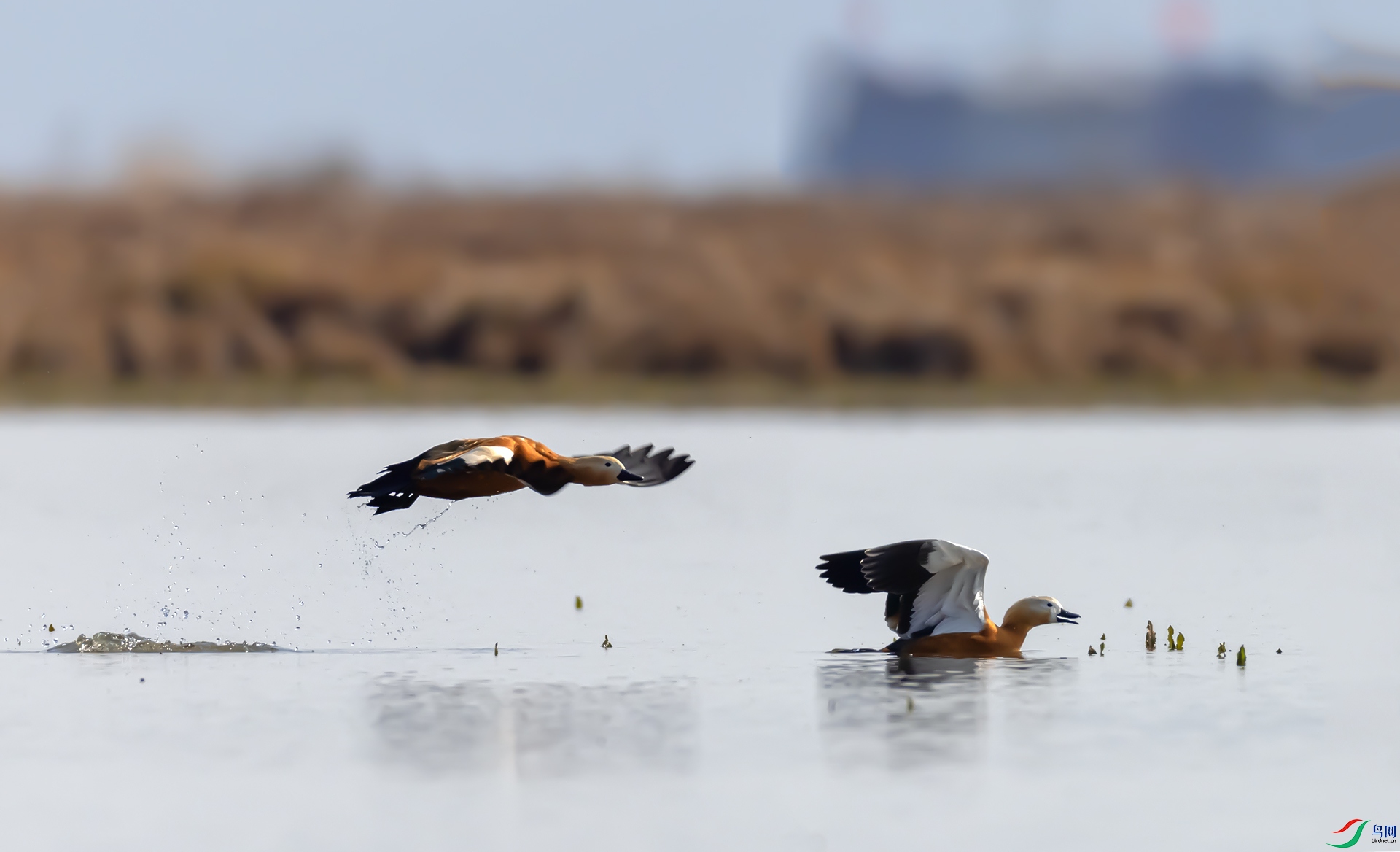 407A1806 ����  .jpg