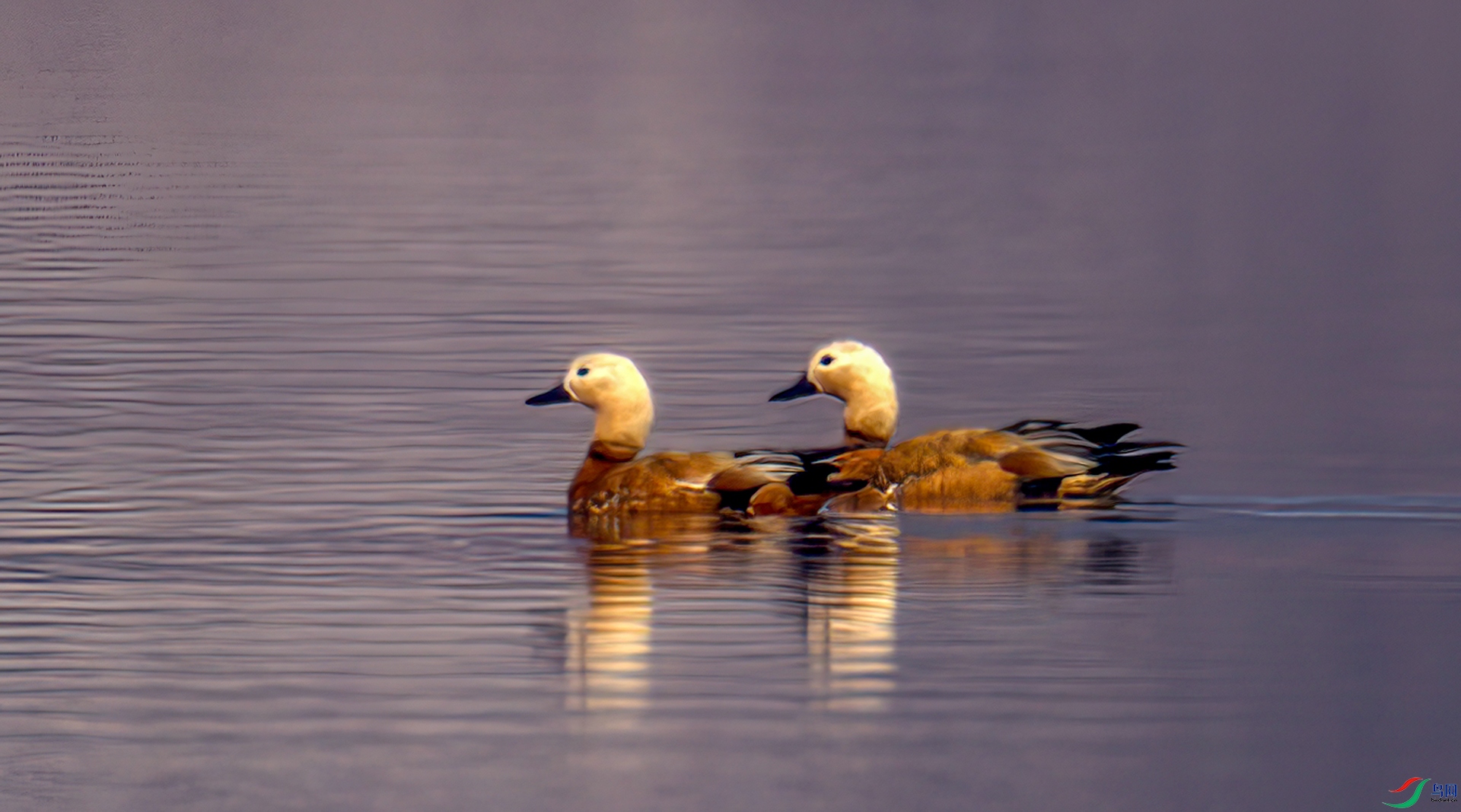 407A6166-Sh----1 .jpg