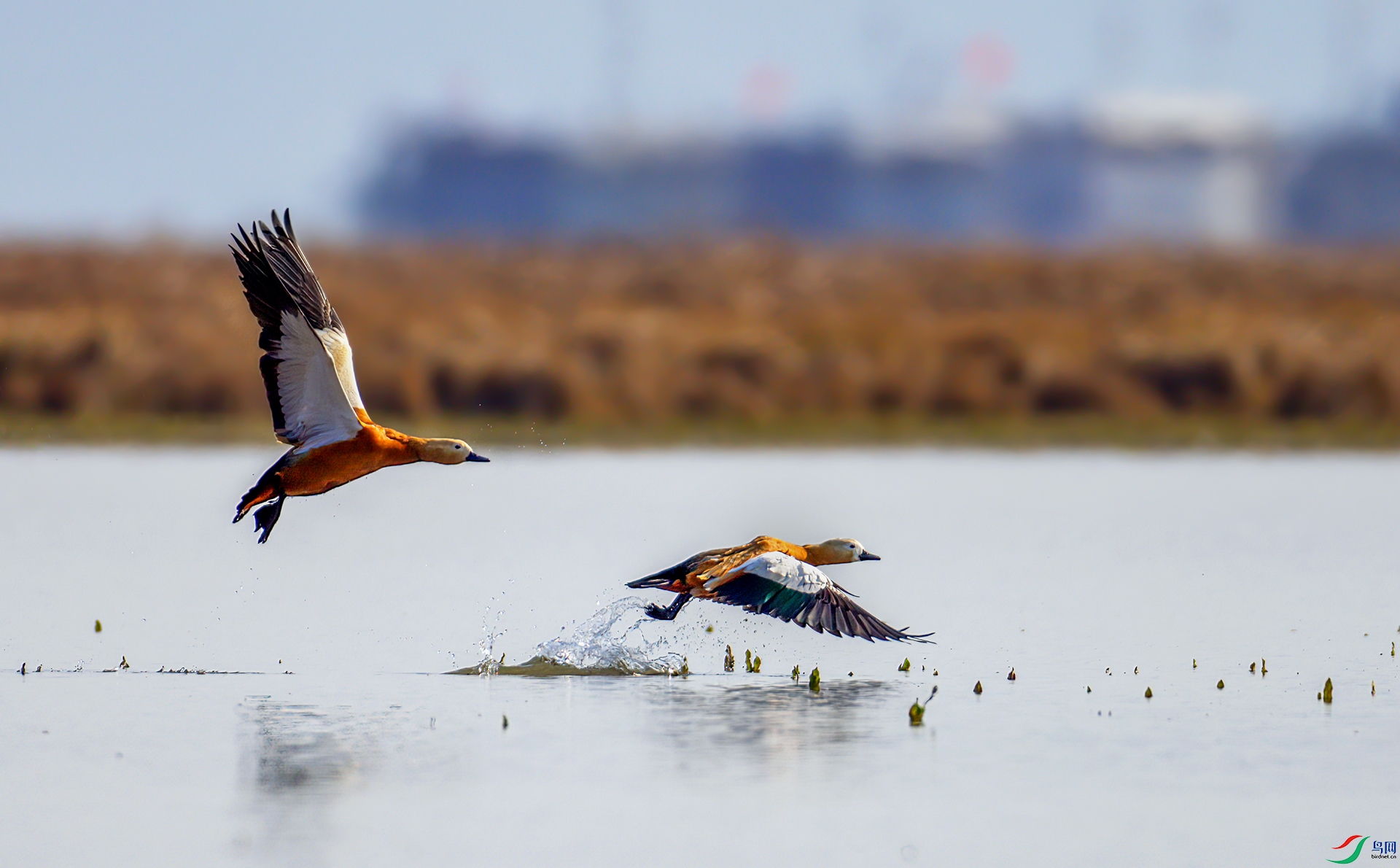 407A1811-SharpenAI-motion-�ָ���  .jpg