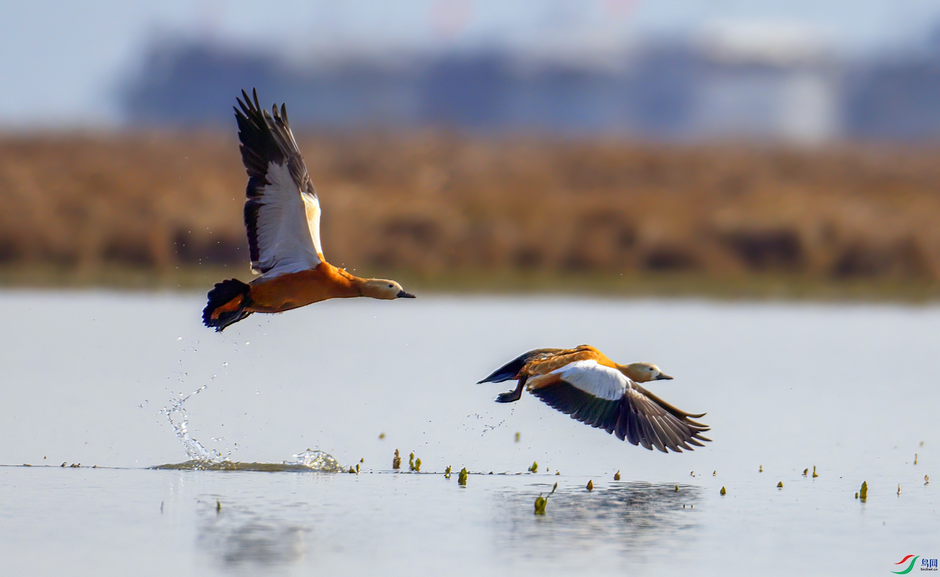 407A1814-Sha---1 .jpg