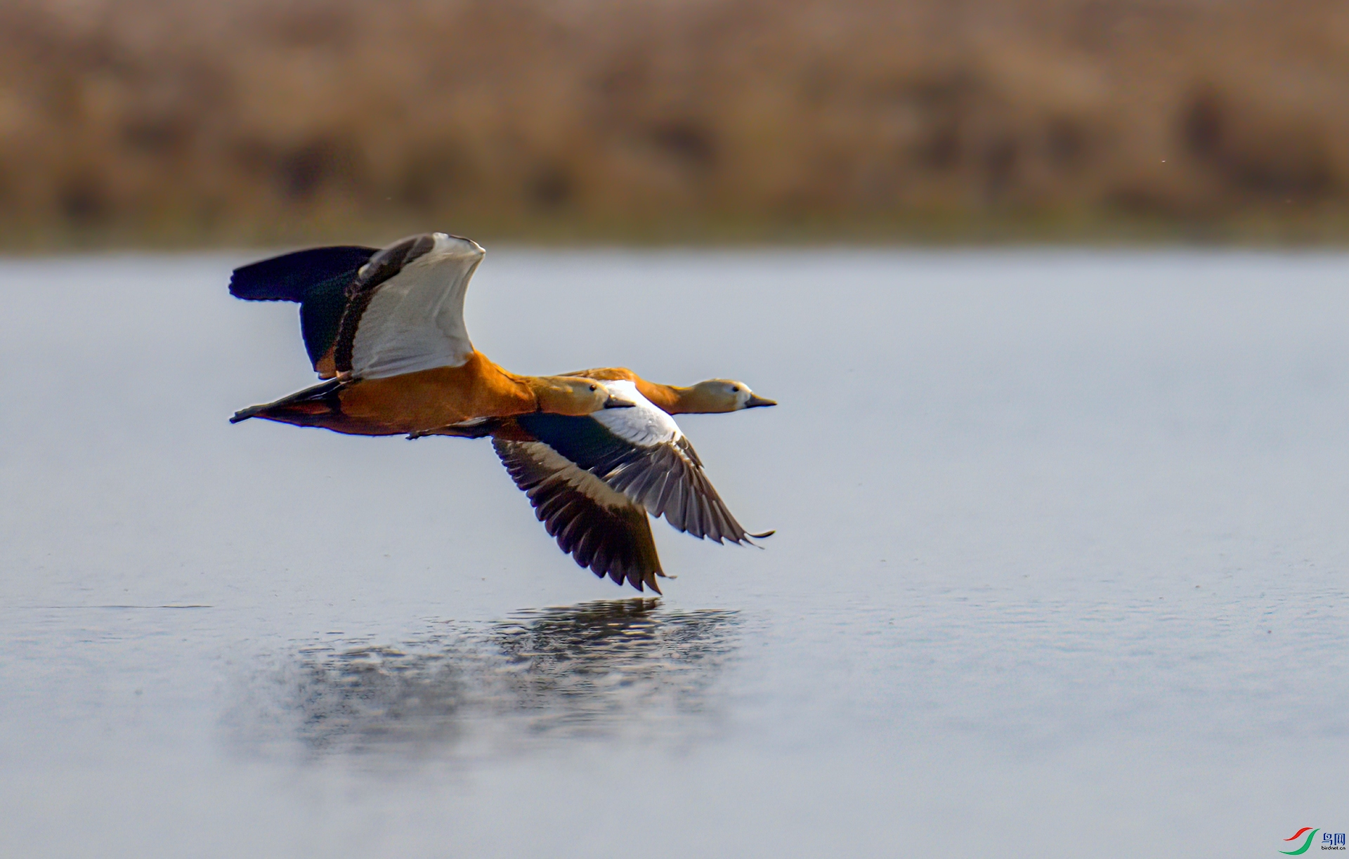 407A1846-Sh----1 .jpg