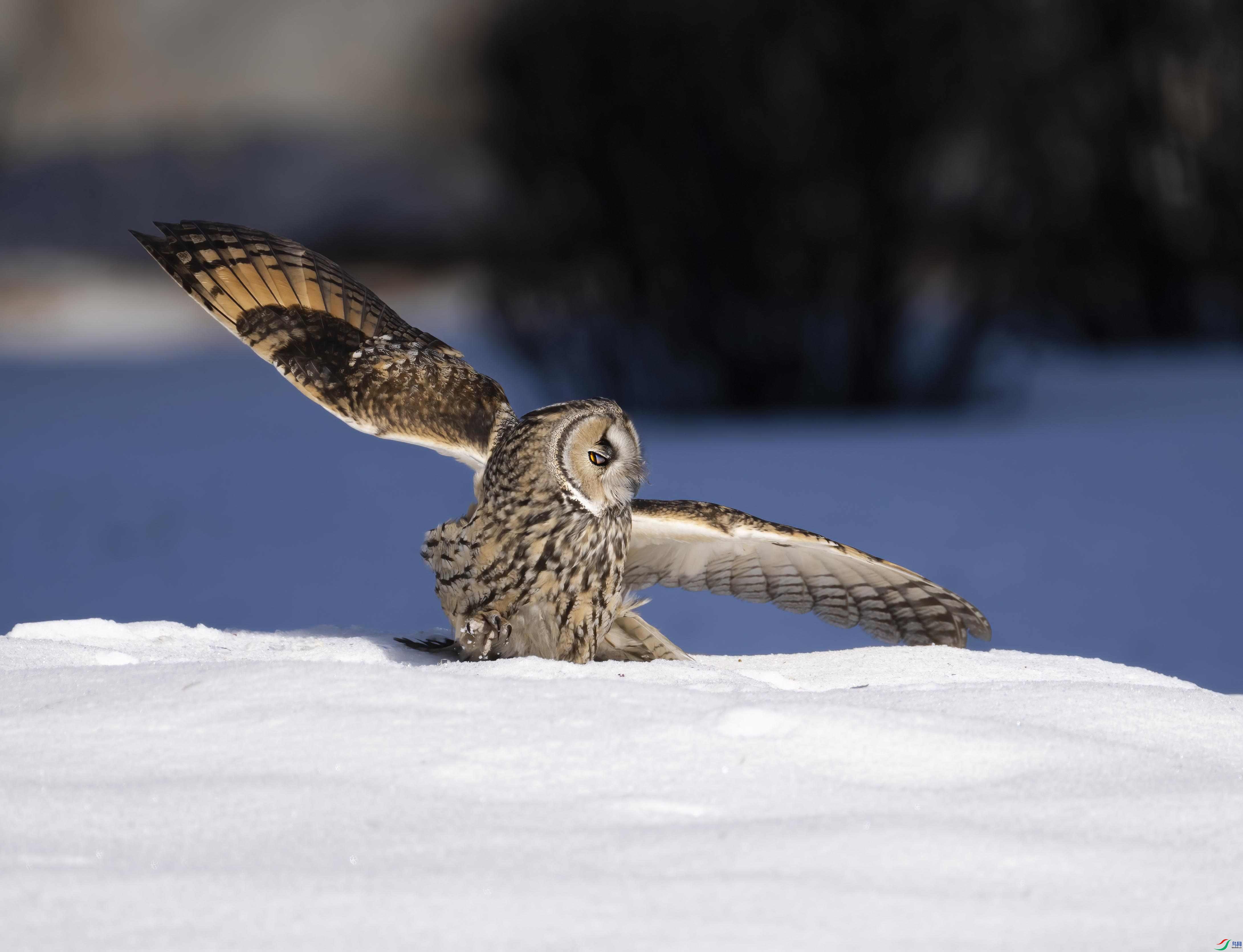 DSC_3272 ����_����.jpg