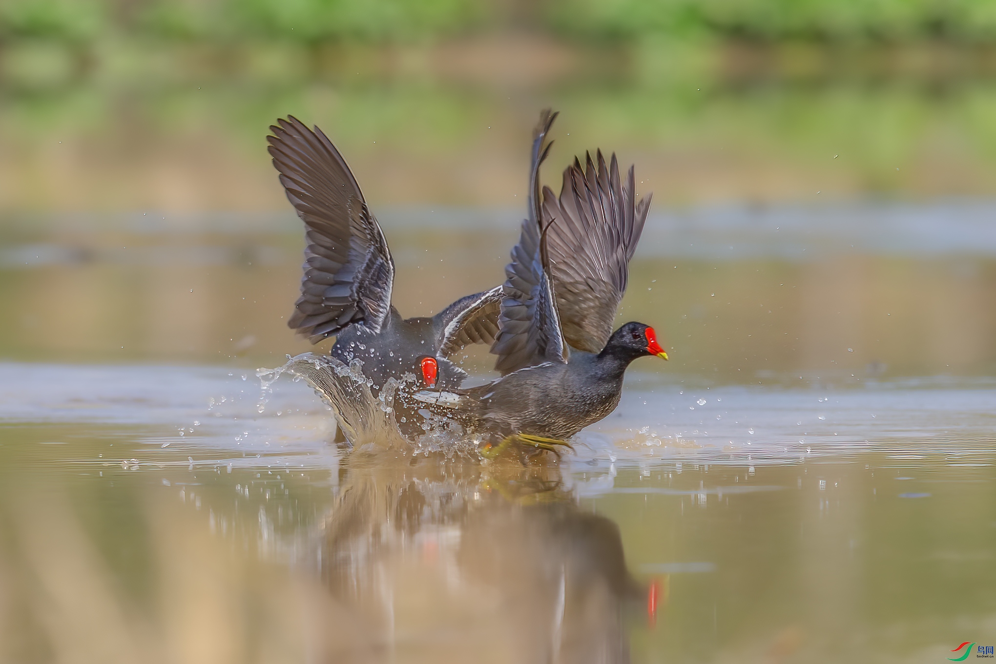 _09R6971 ����.jpg