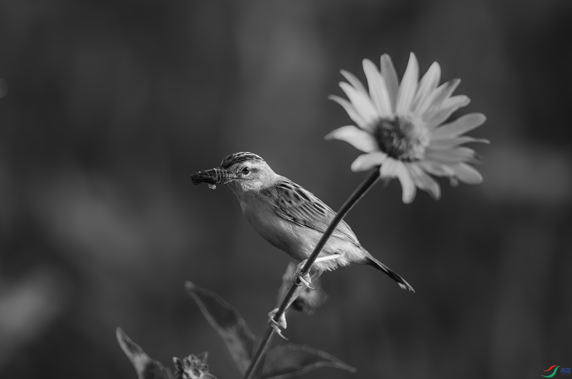 DSC_1385-1.jpg