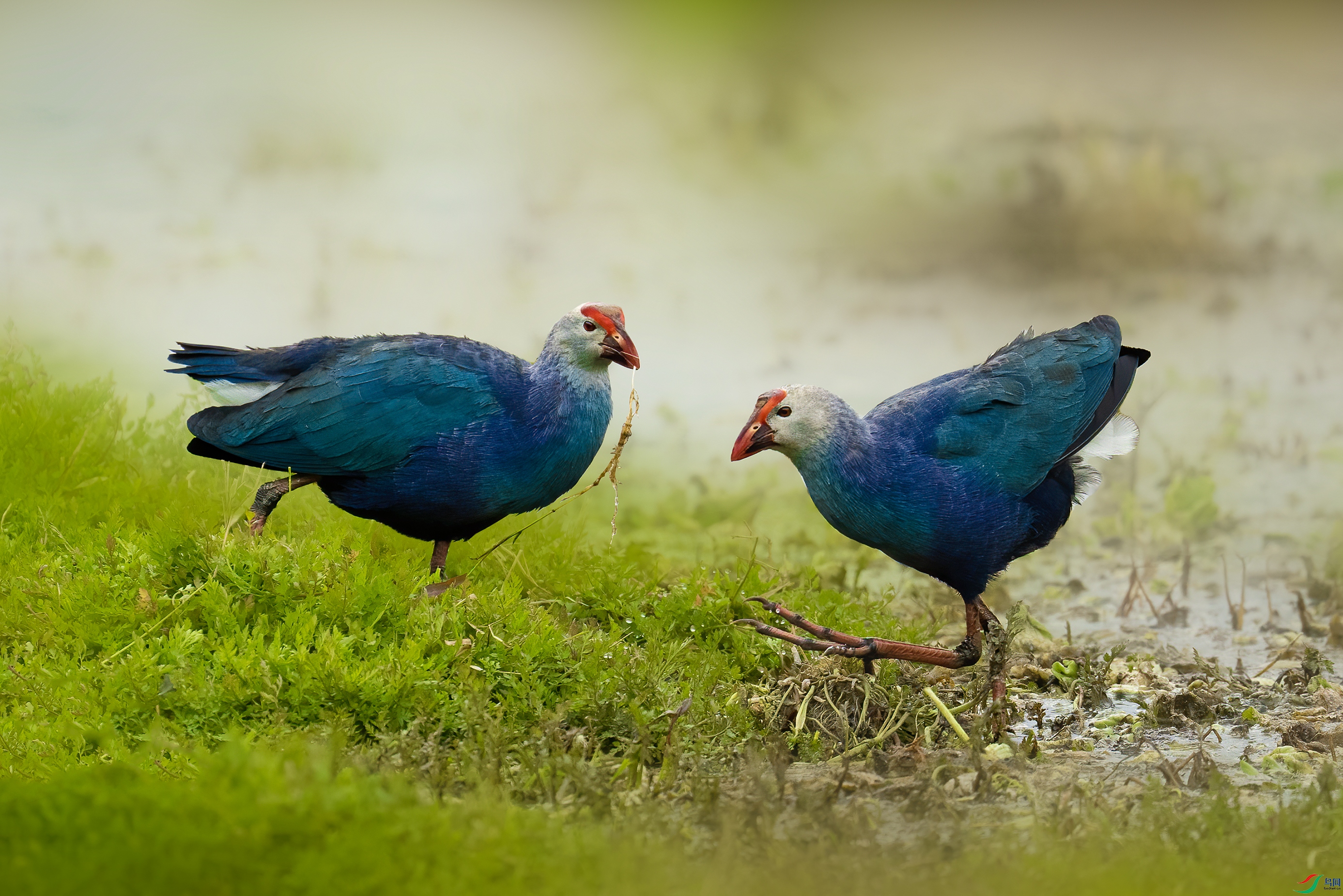 DSC02681 ����.jpg