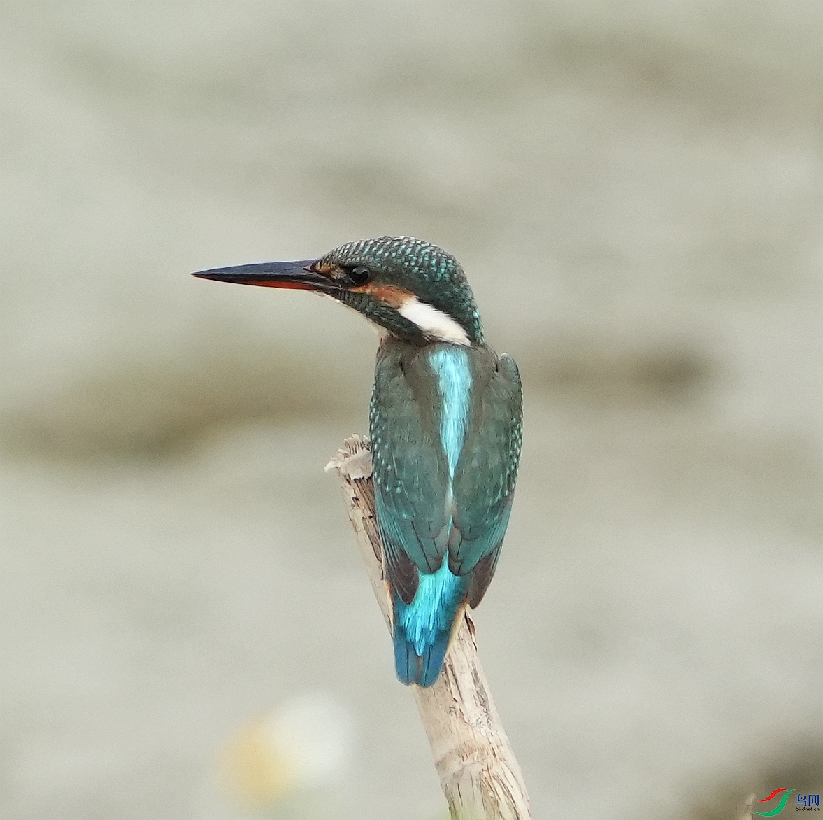 DSC00794.JPG
