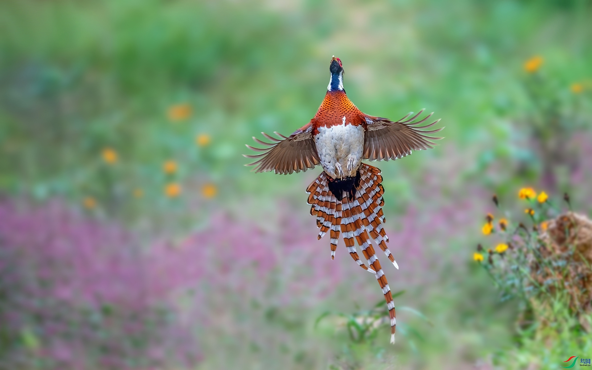 DSC_2739-����ǿ-NR.jpg