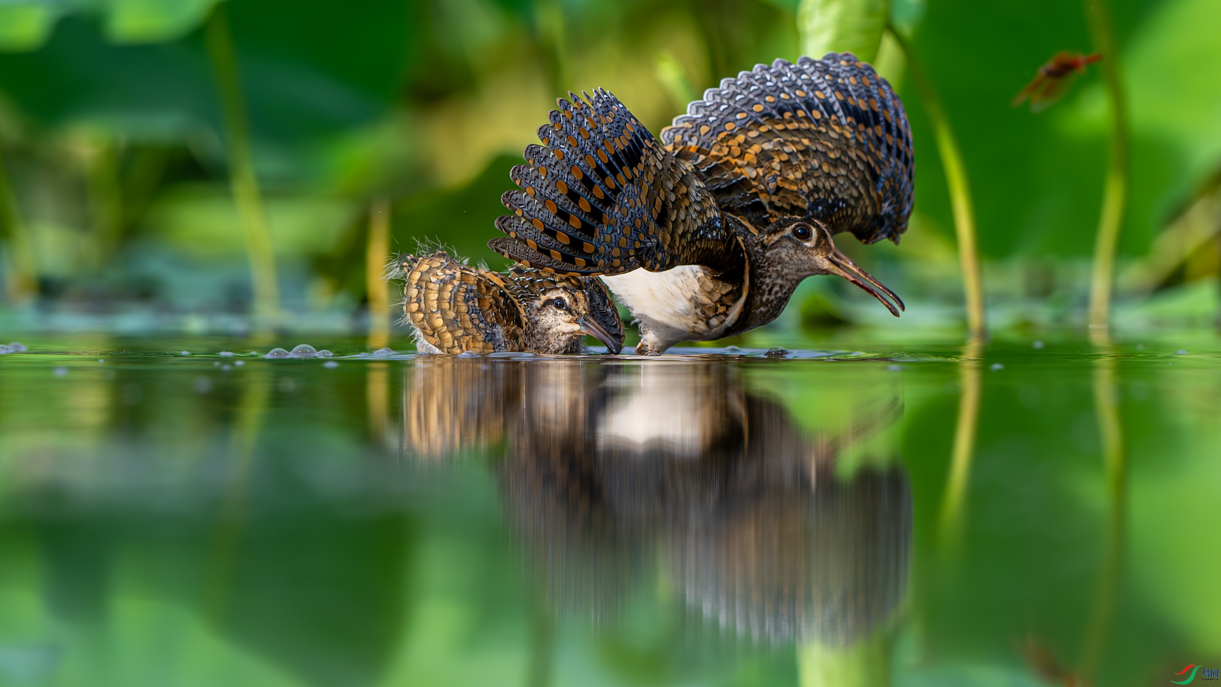 DSC_3991-����ǿ-NR.jpg