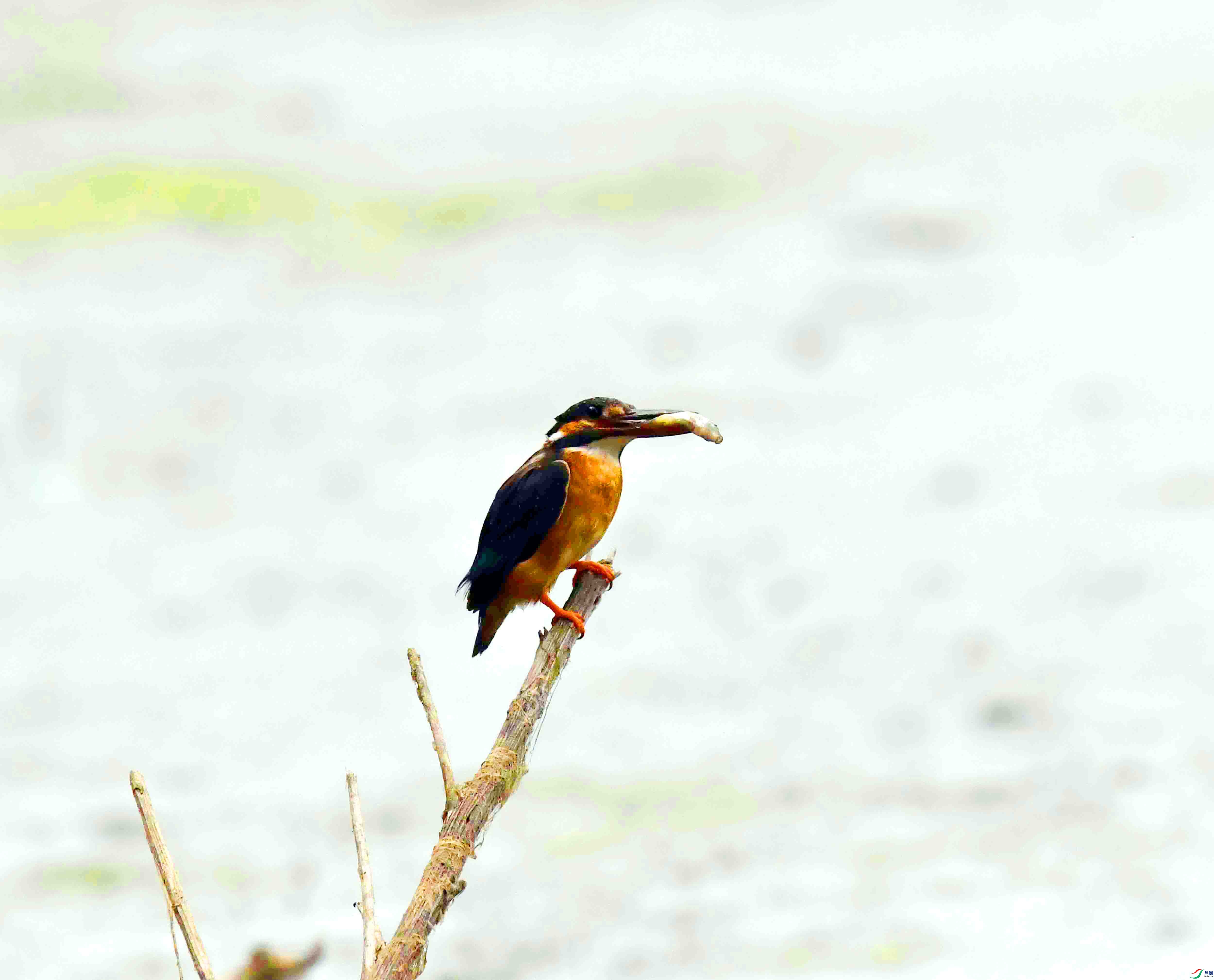 DSC_0474.JPG