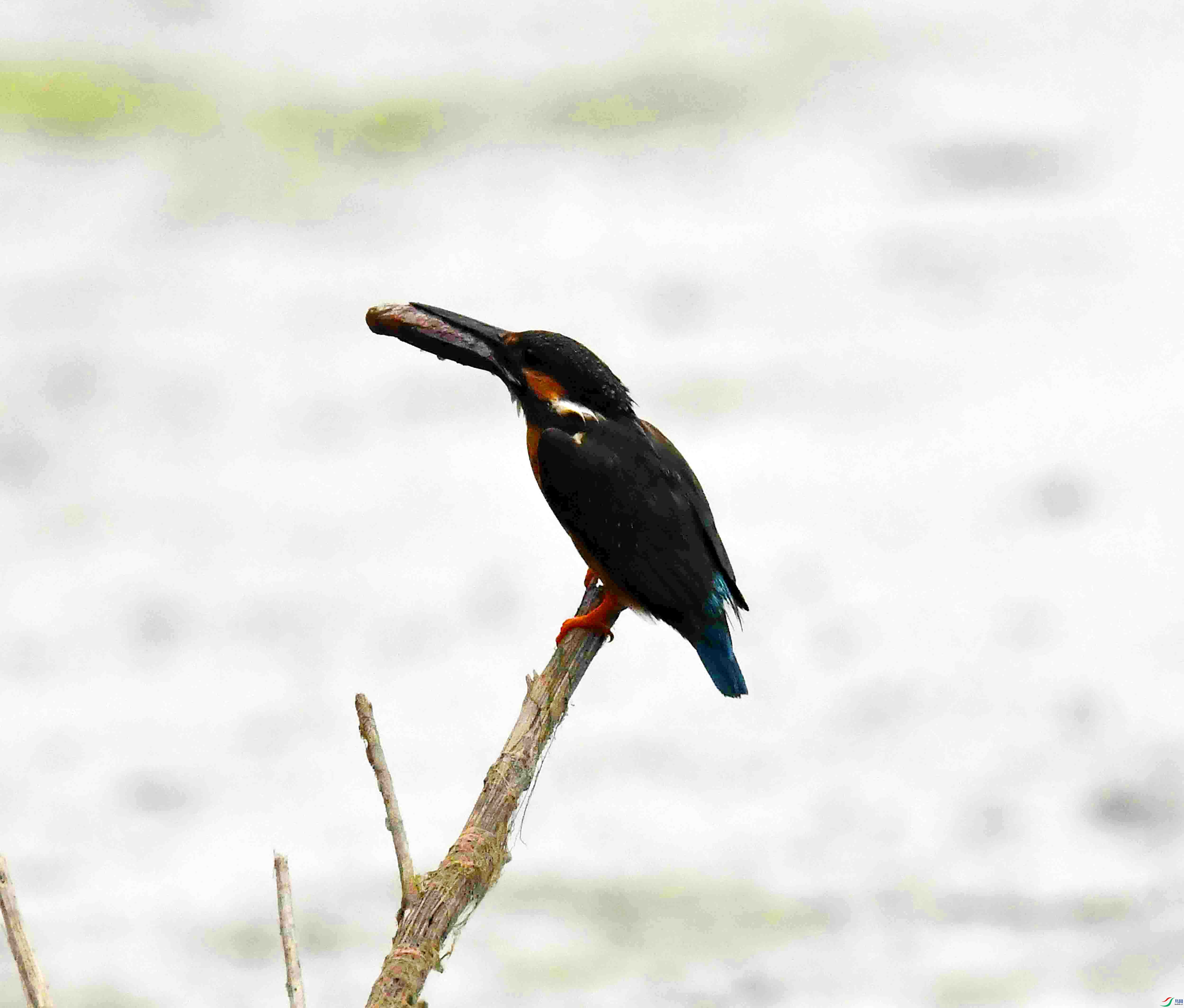 DSC_0506.JPG