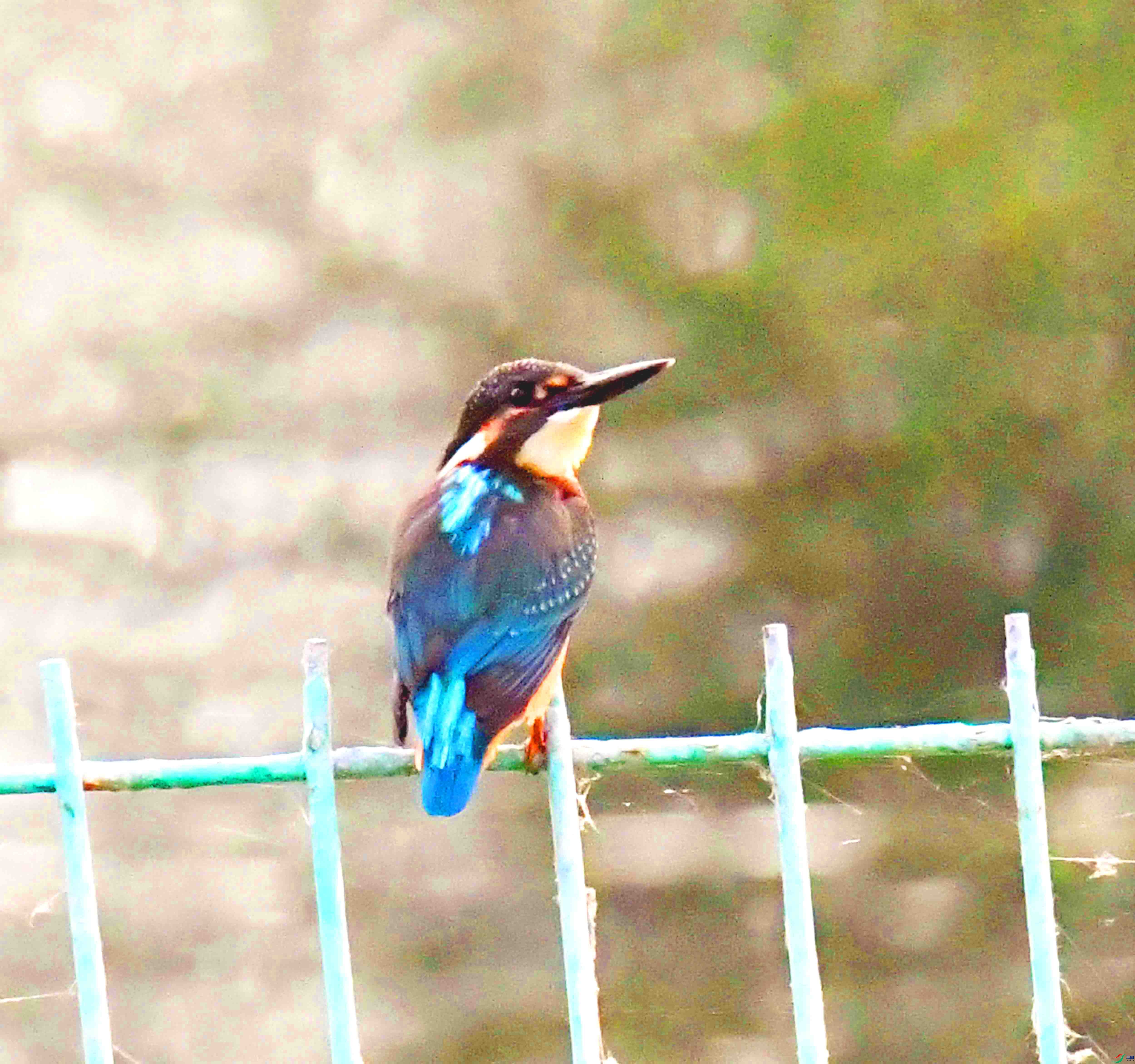 DSC_8620.JPG