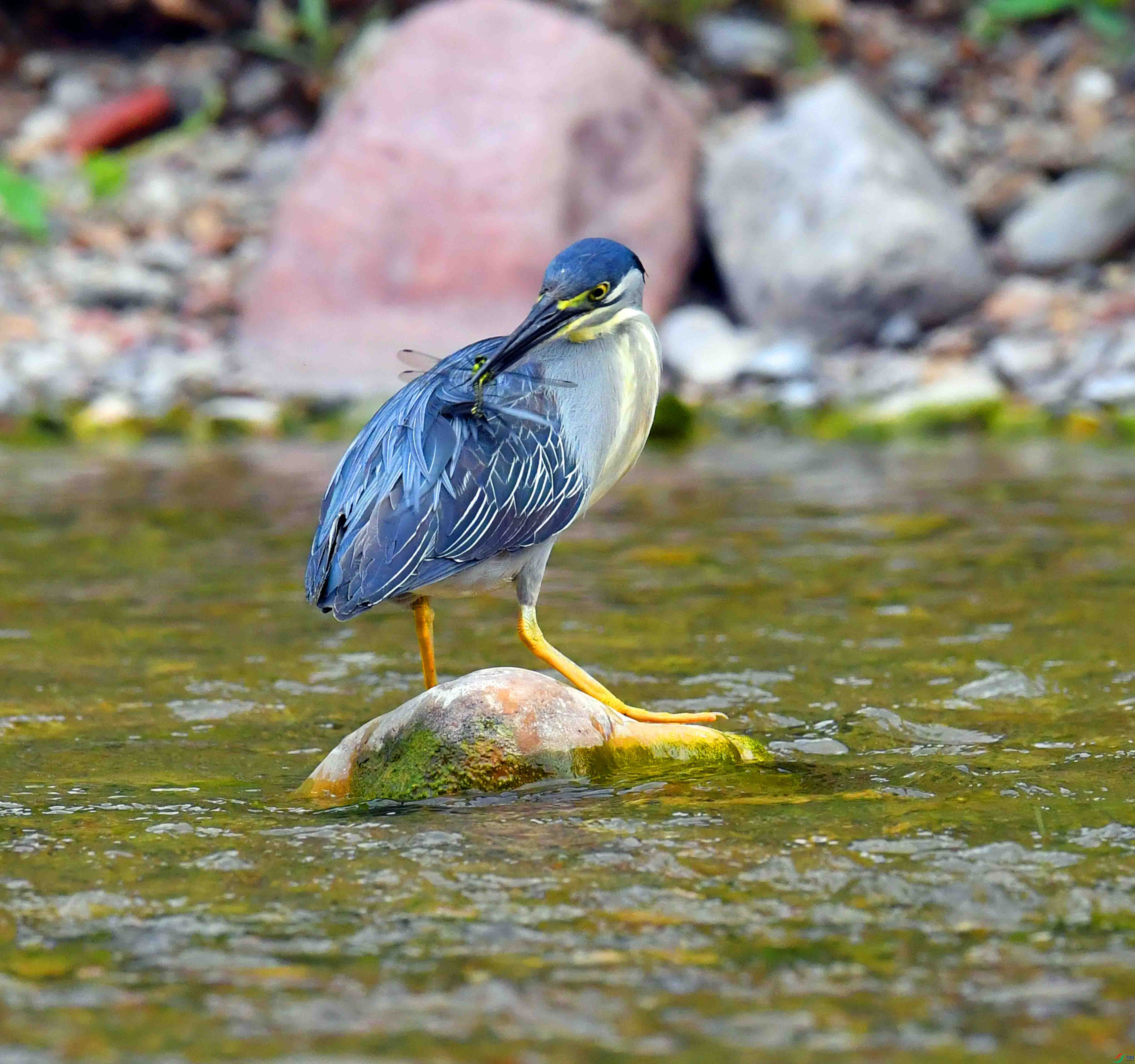 DSC_0746.JPG