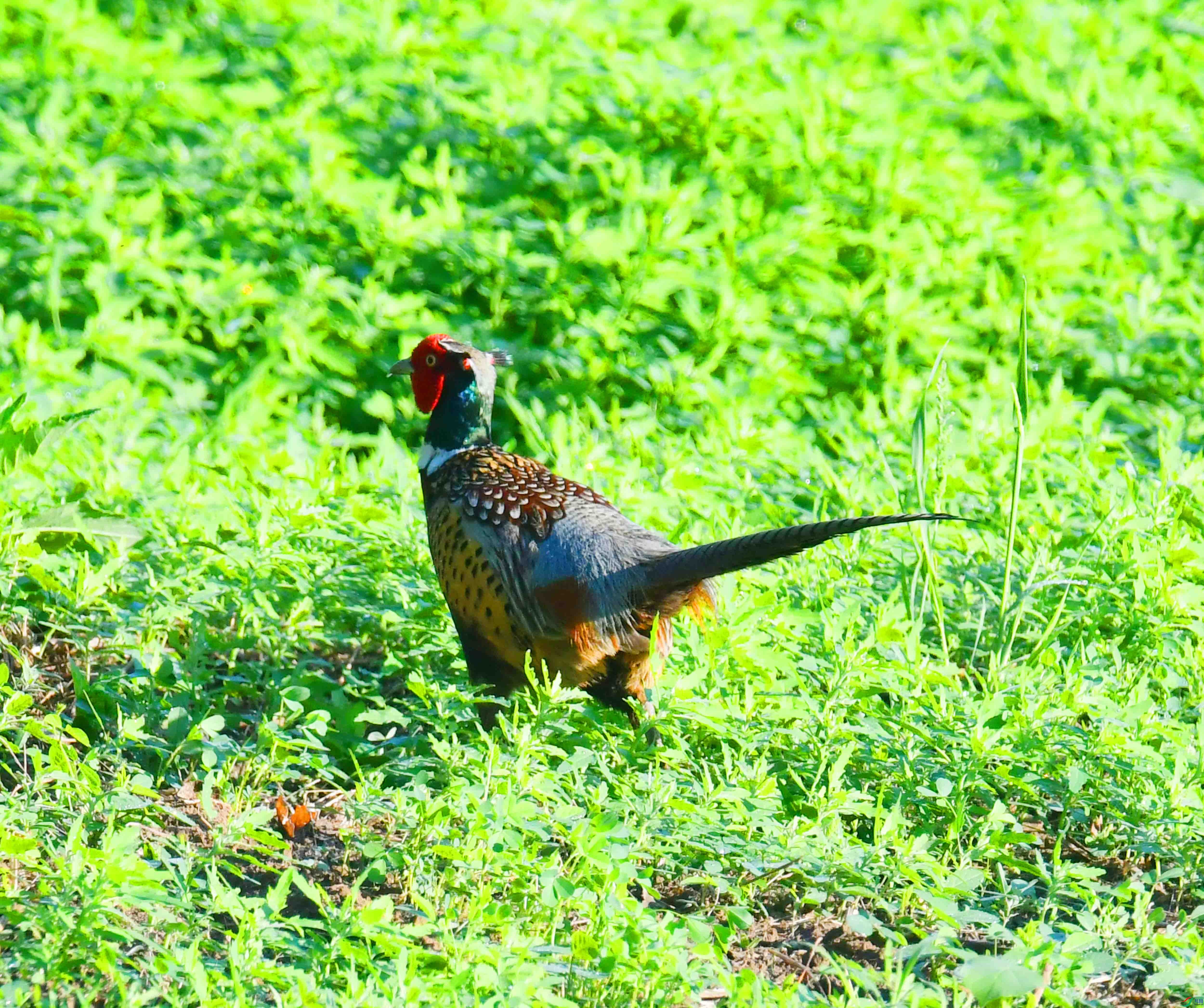 DSC_2857.JPG