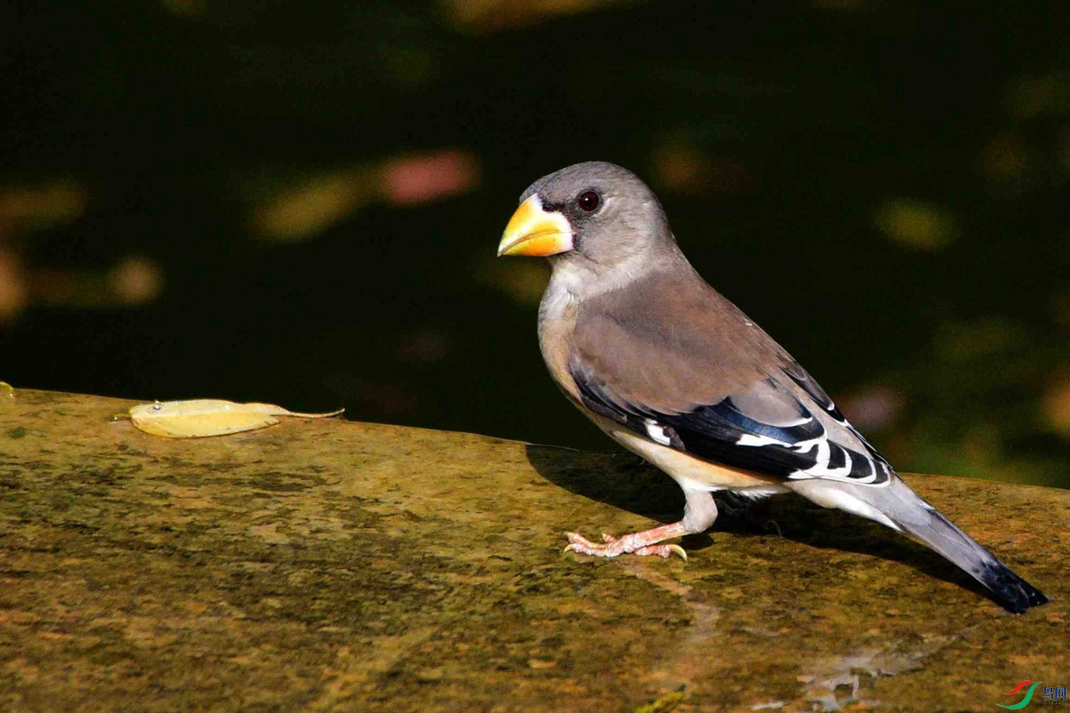 DSC_8350.JPG