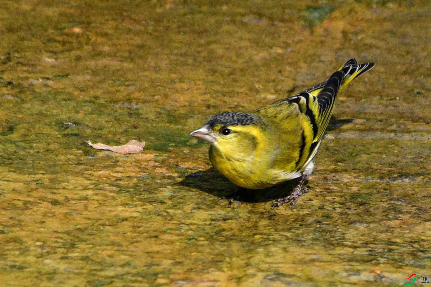 DSC_8433.JPG