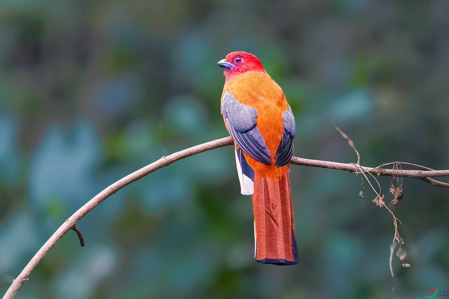 ��ͷҧ��----������֦Ϊ�¿�