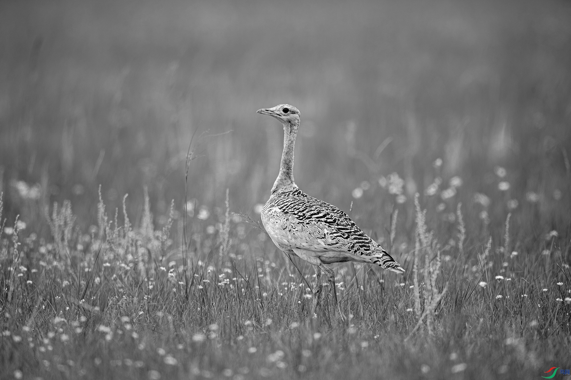 DSC_51280.jpg