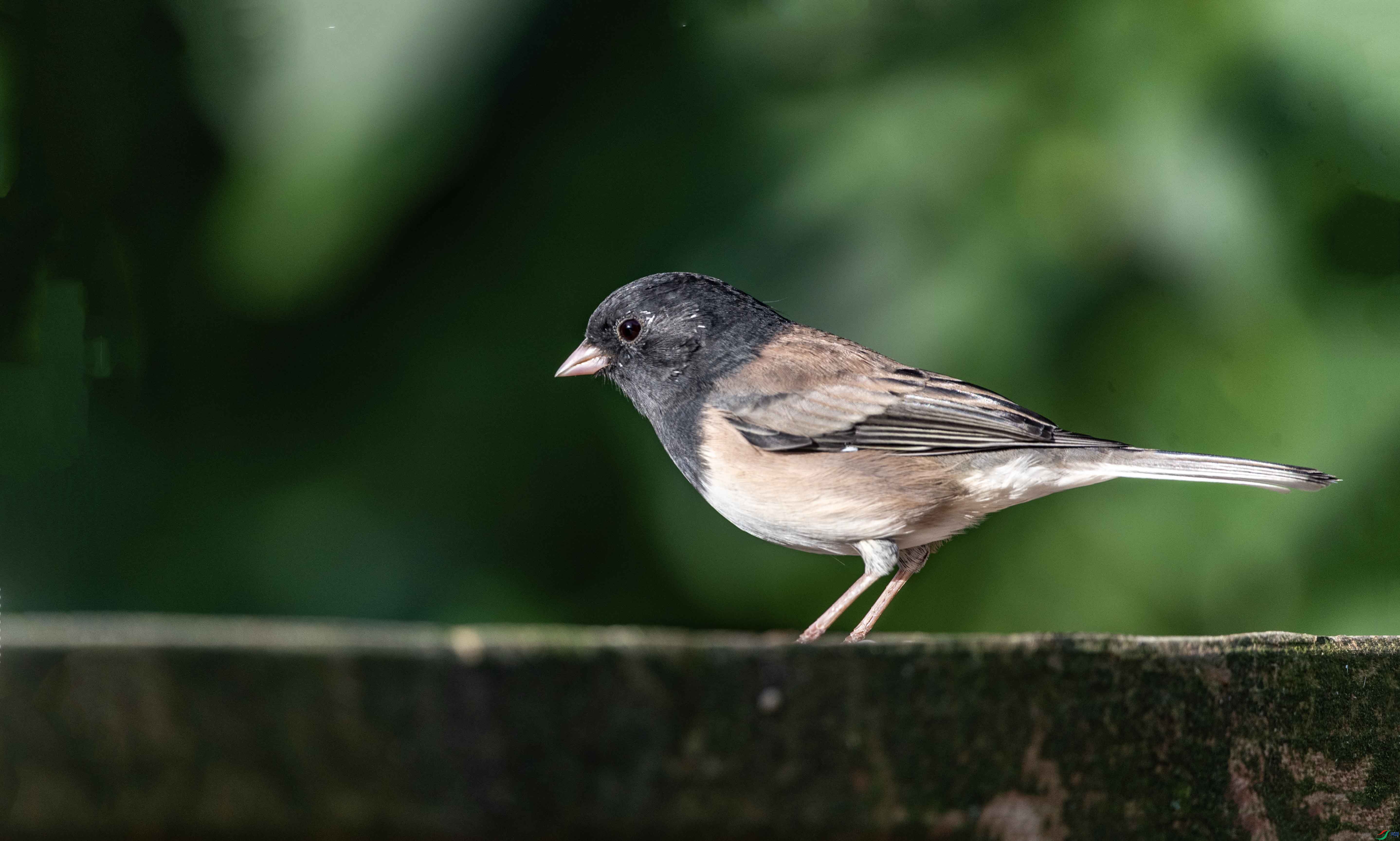 DSC_0809.jpg