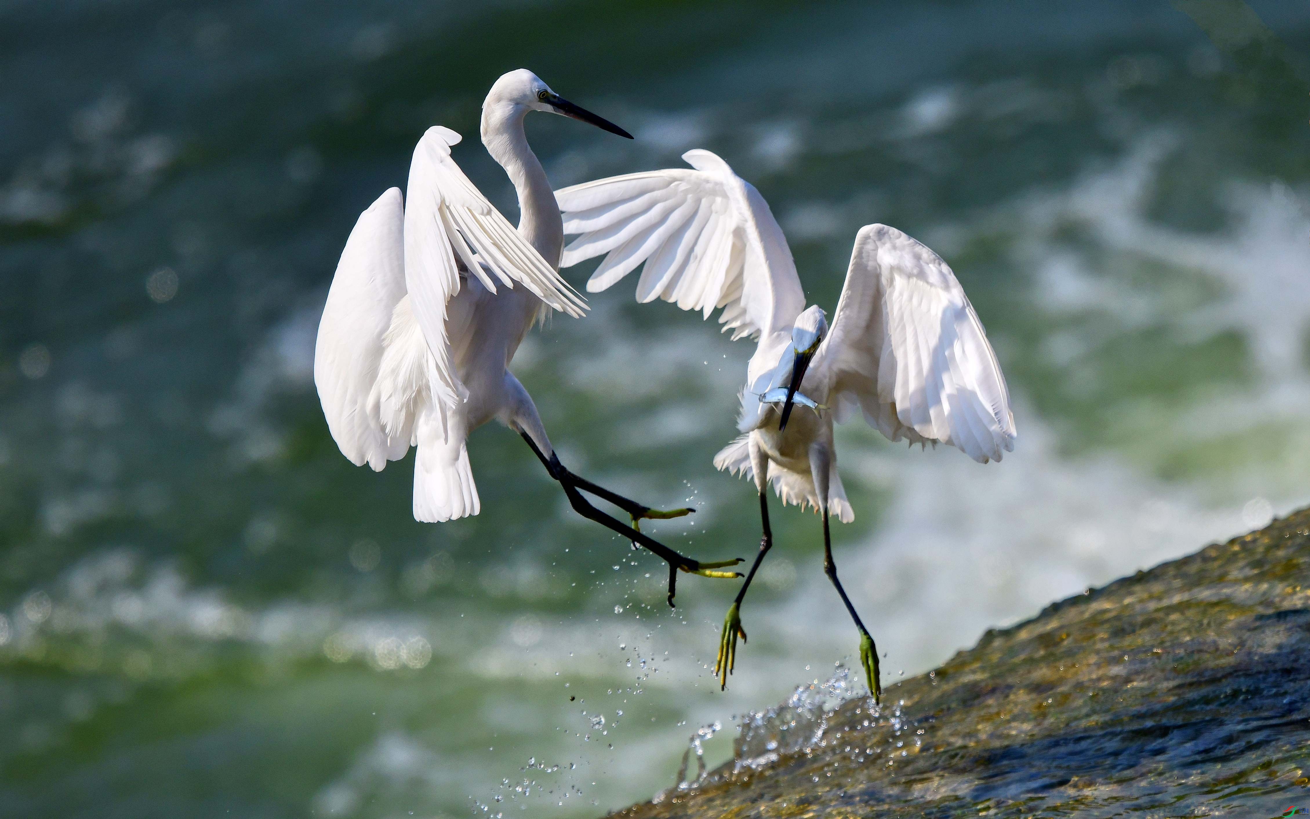 DSC_1300_conew2.jpg
