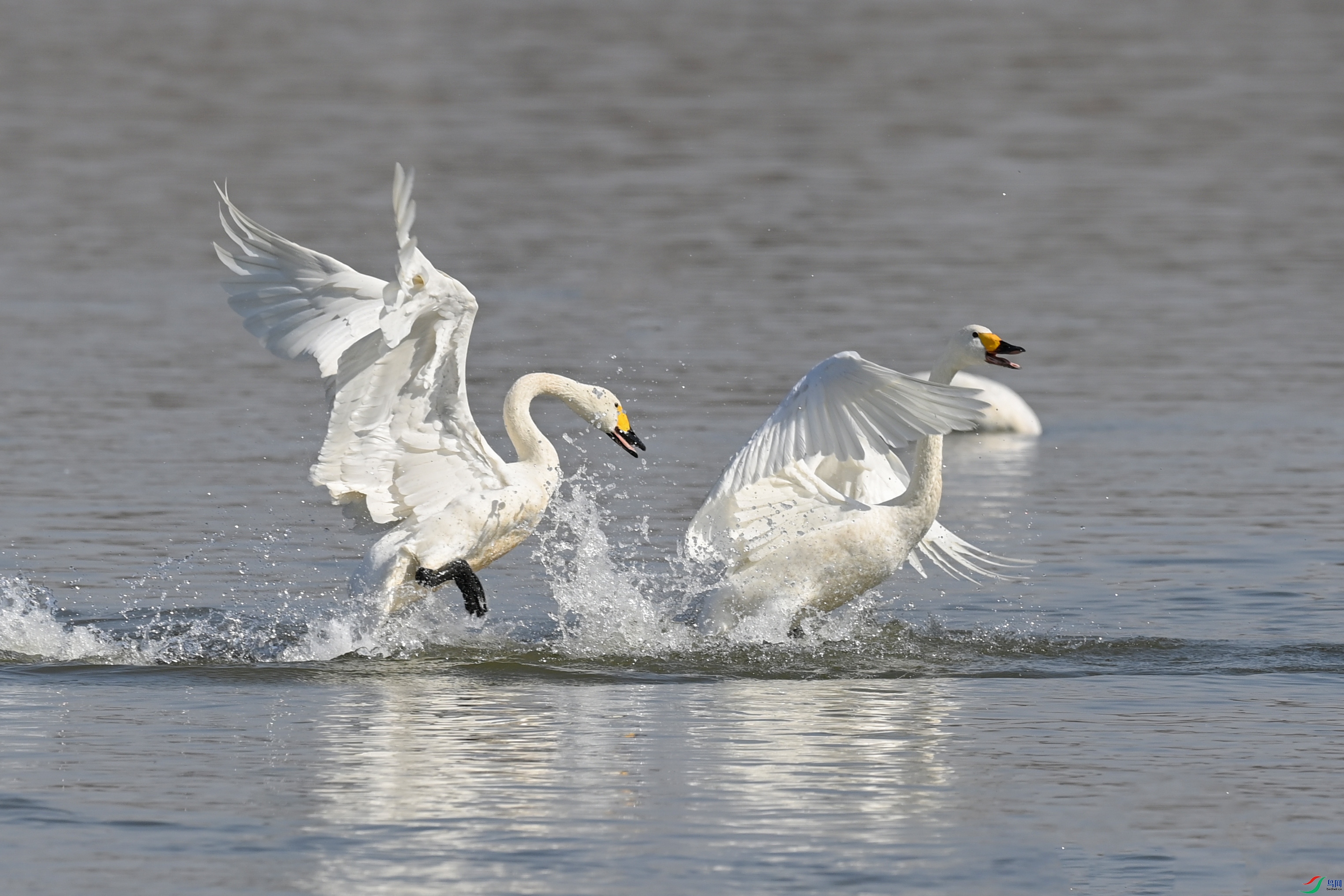 DSC_9680-.jpg