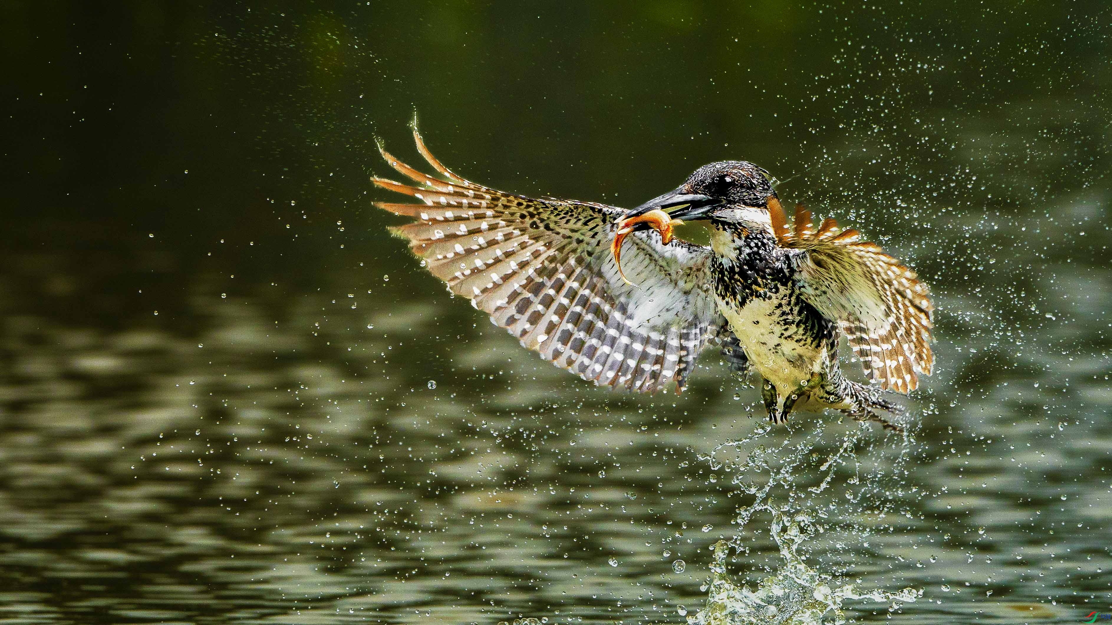 DSC04334 ���� 2.jpg