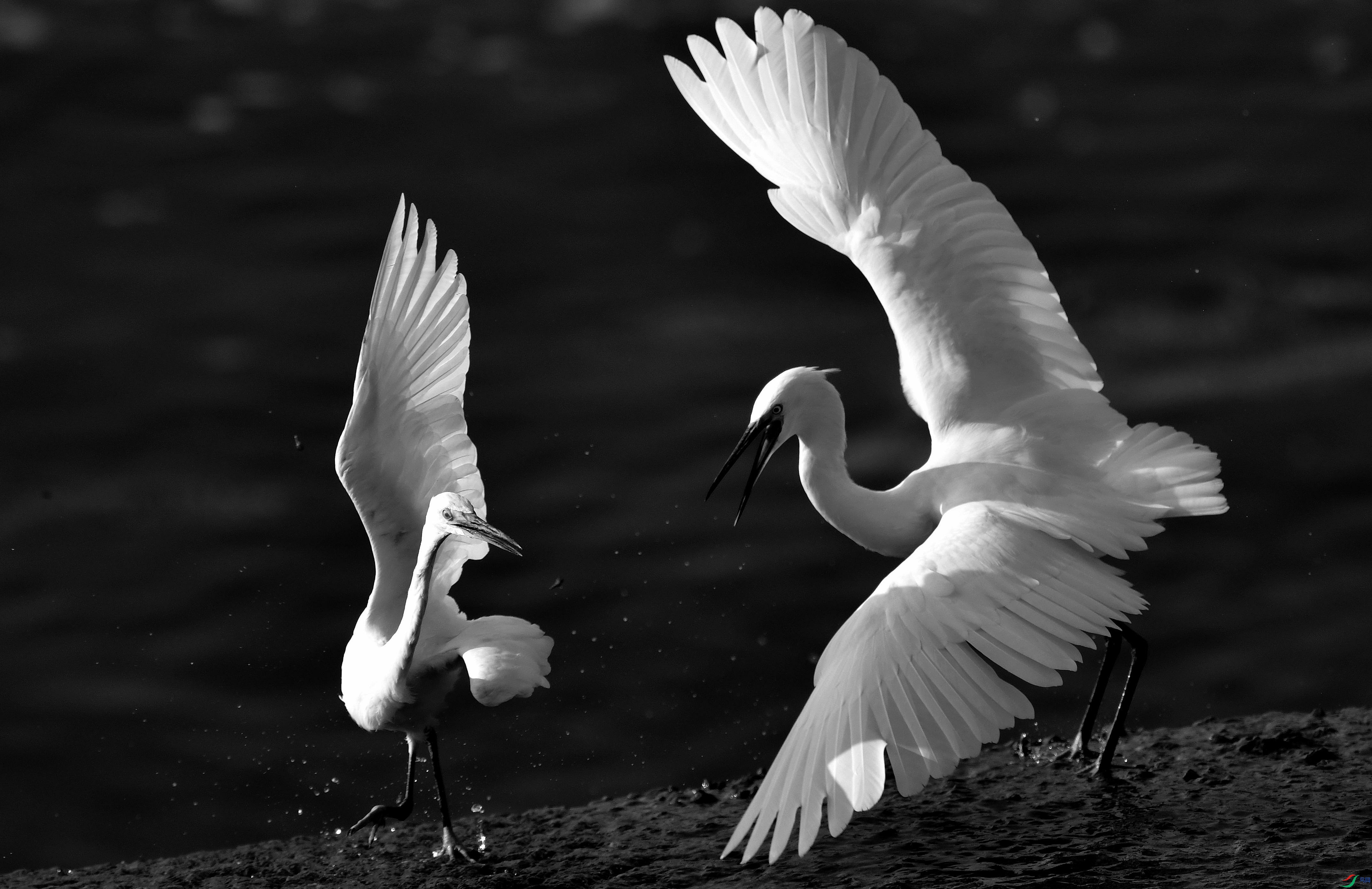 DSC_0807_conew4.jpg
