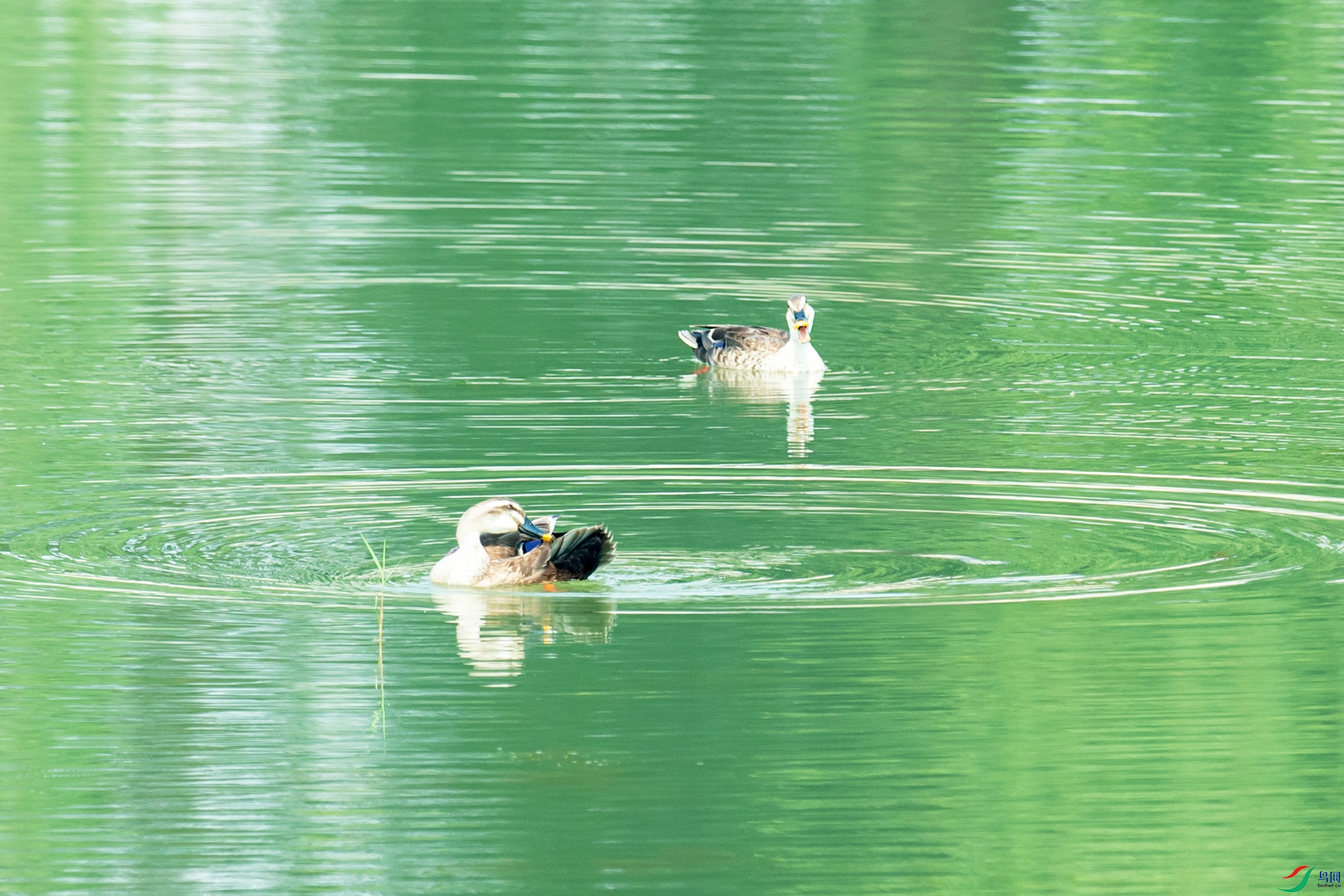 _DSC8155.jpg