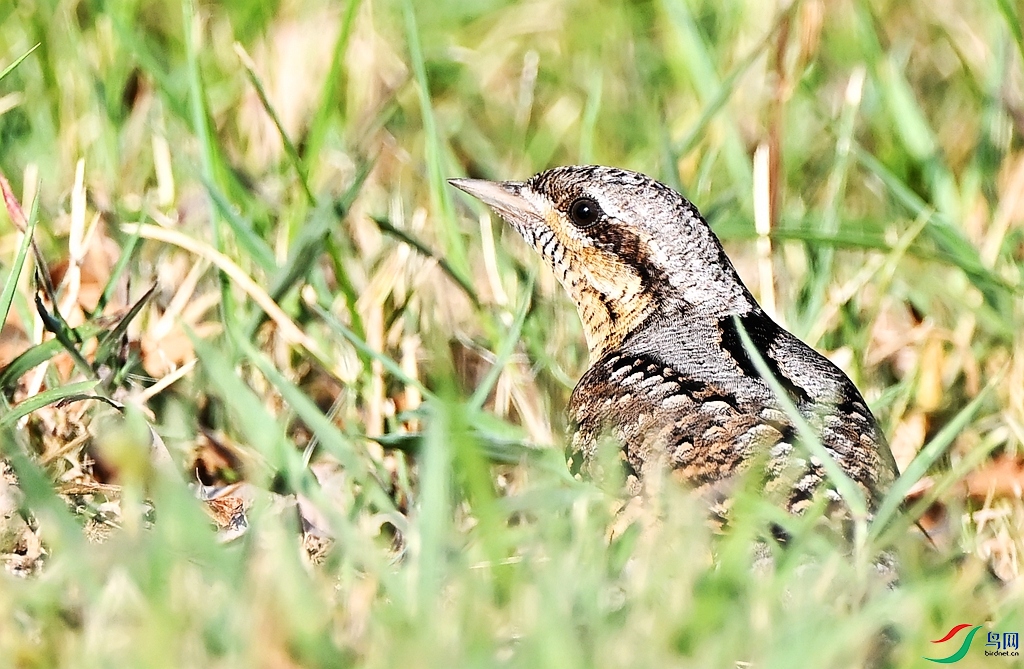 DSC_4956.JPG