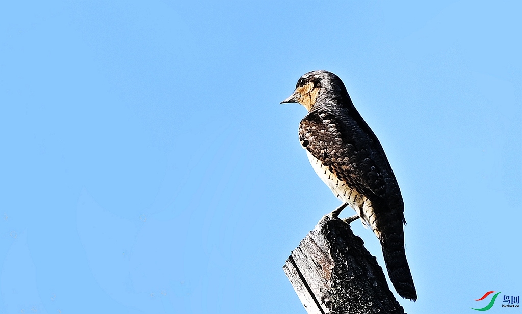 DSC_4887.JPG