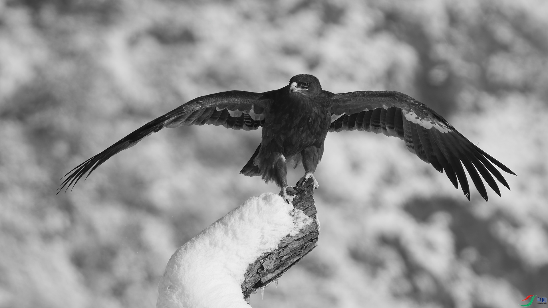 DSC05096 ����.jpg