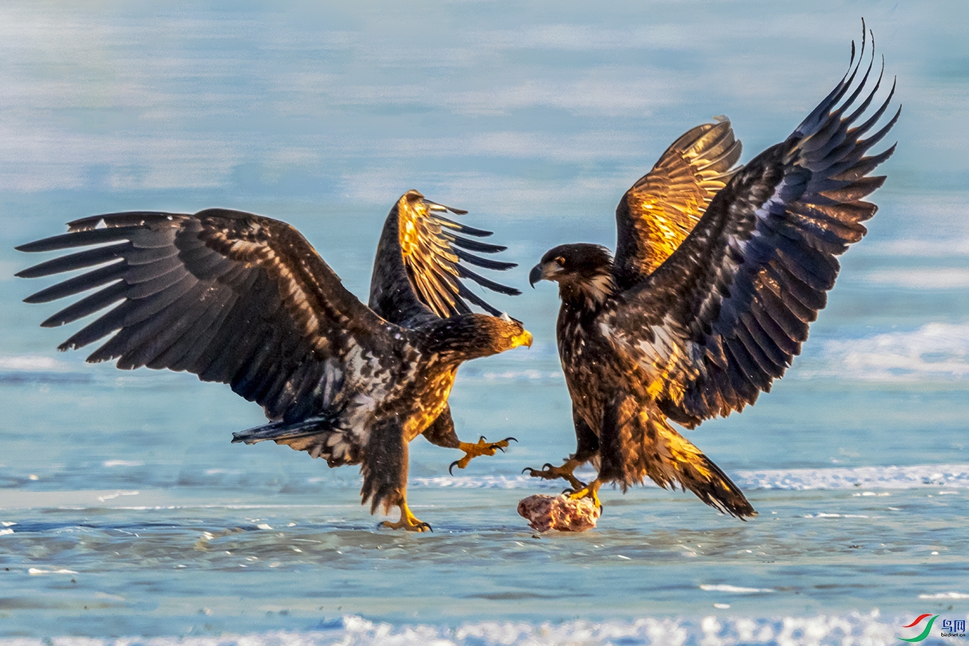 ��β����----ʳ��˭��