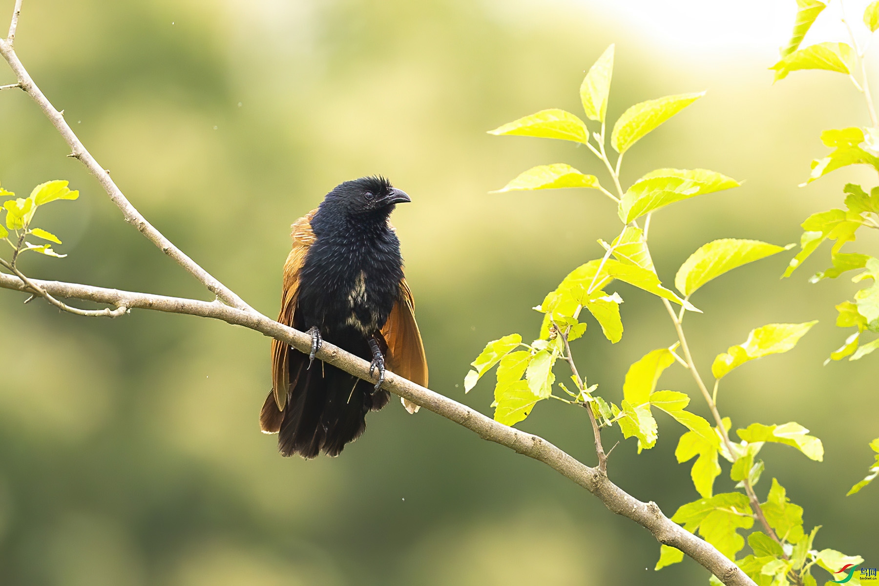 ����ͷ��