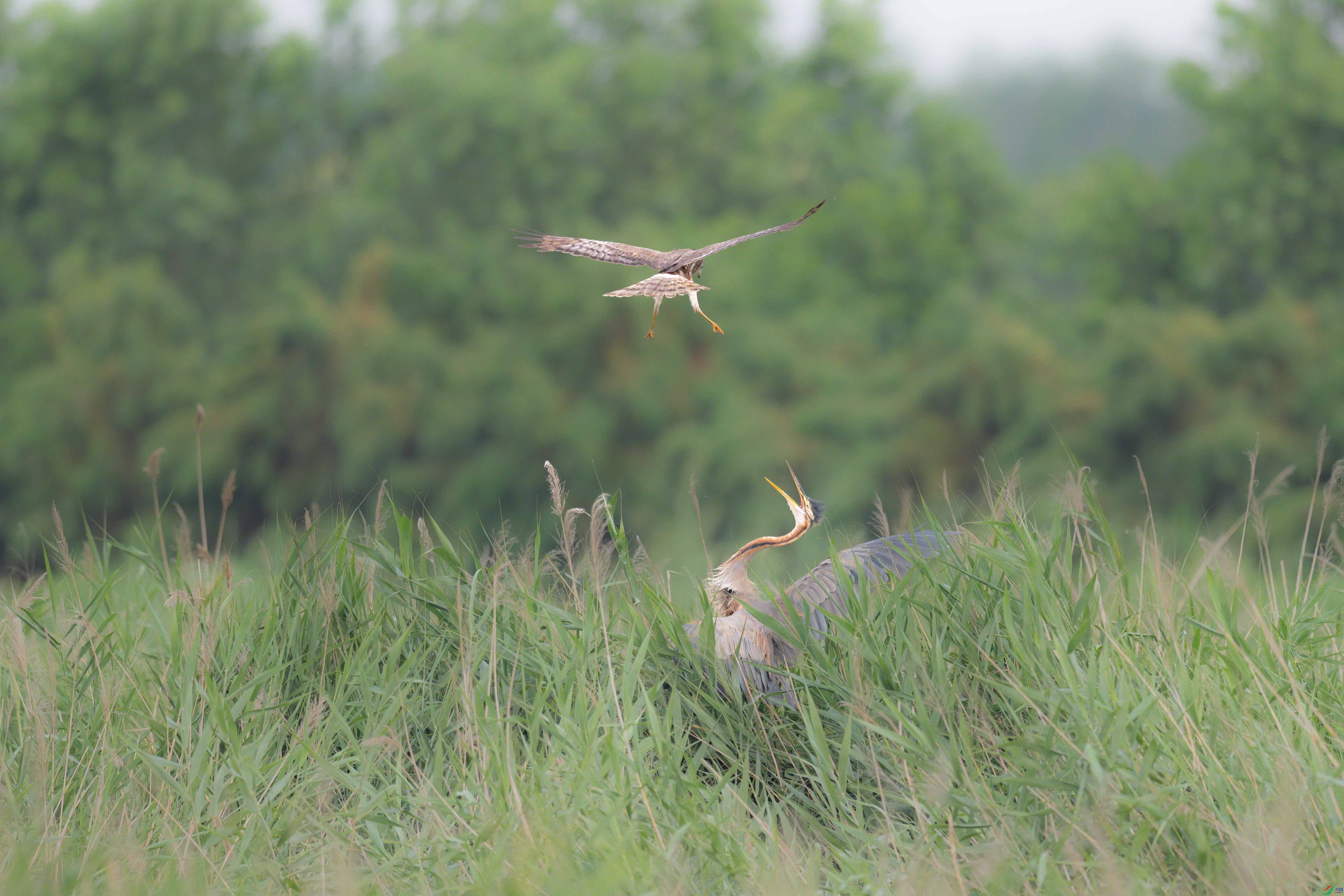 DSC_7705sen2024-7-20-002-�༭.jpg