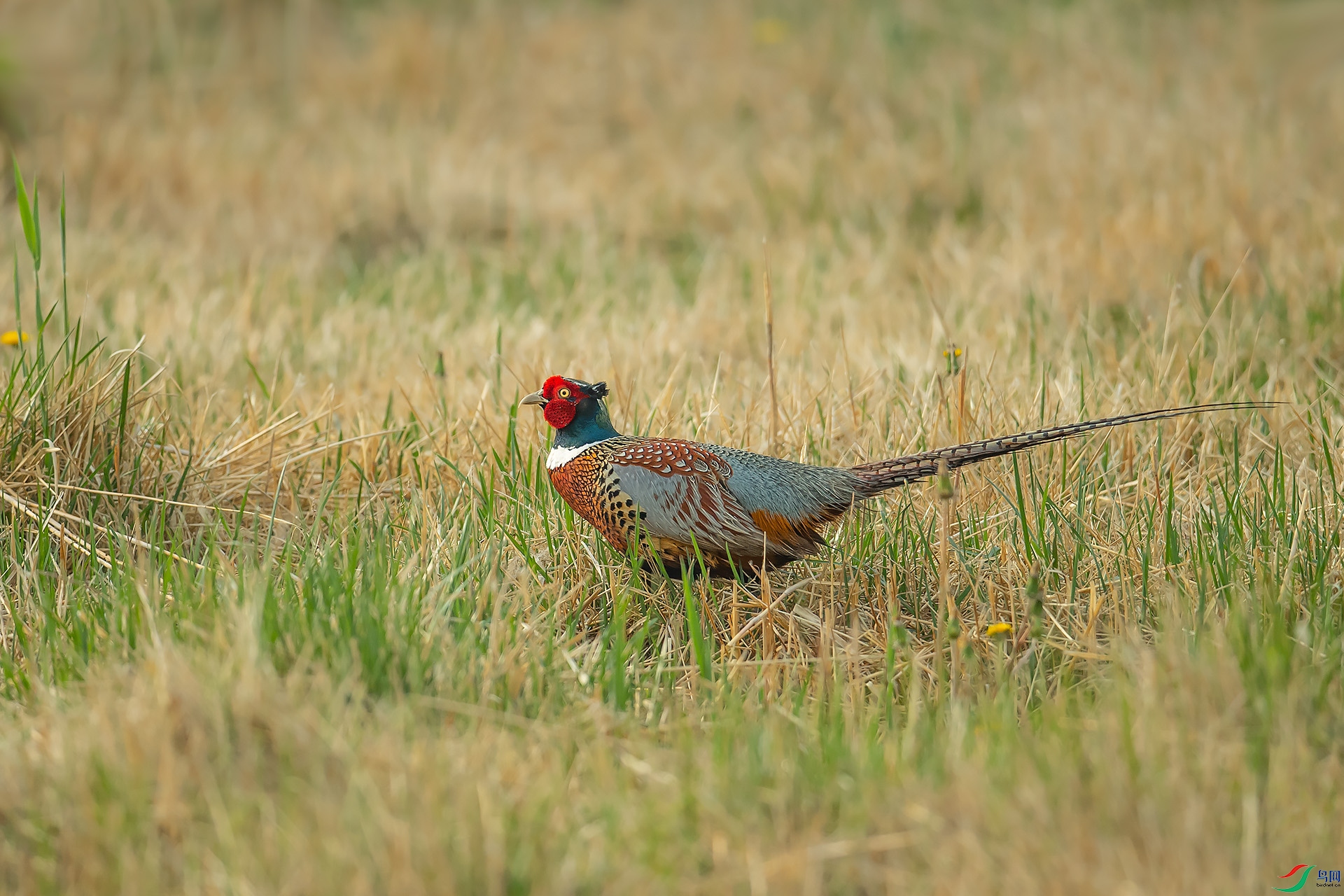 DSC_9477.jpg